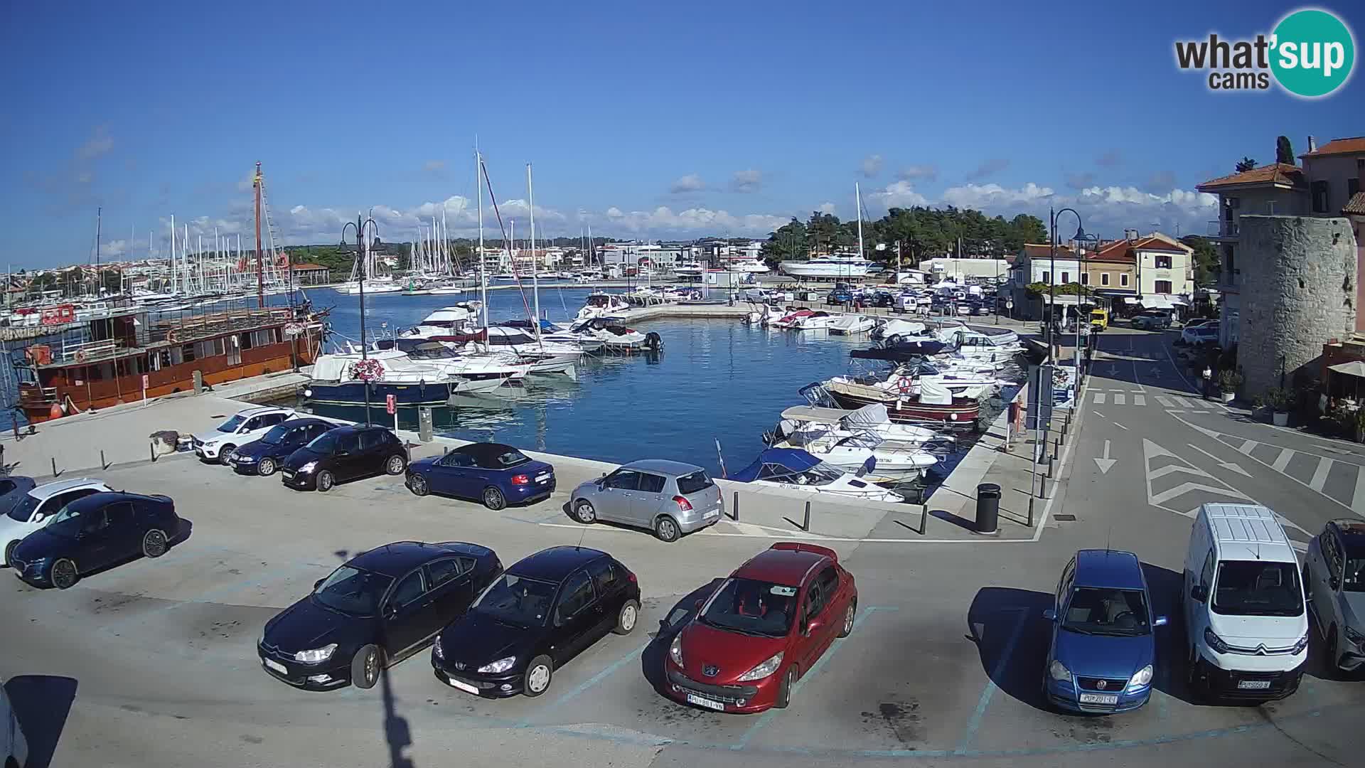 Novigrad | Porporela marina