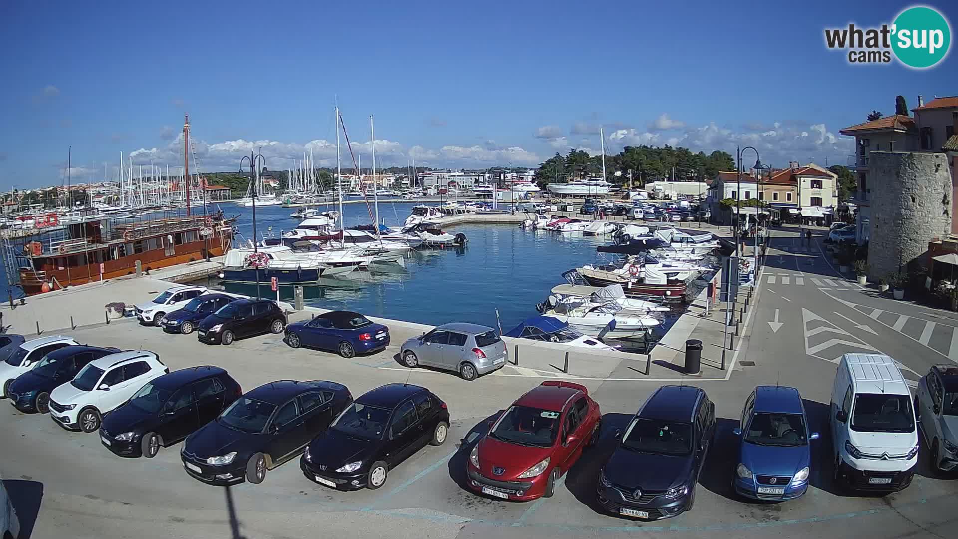 Novigrad | Porporela marina
