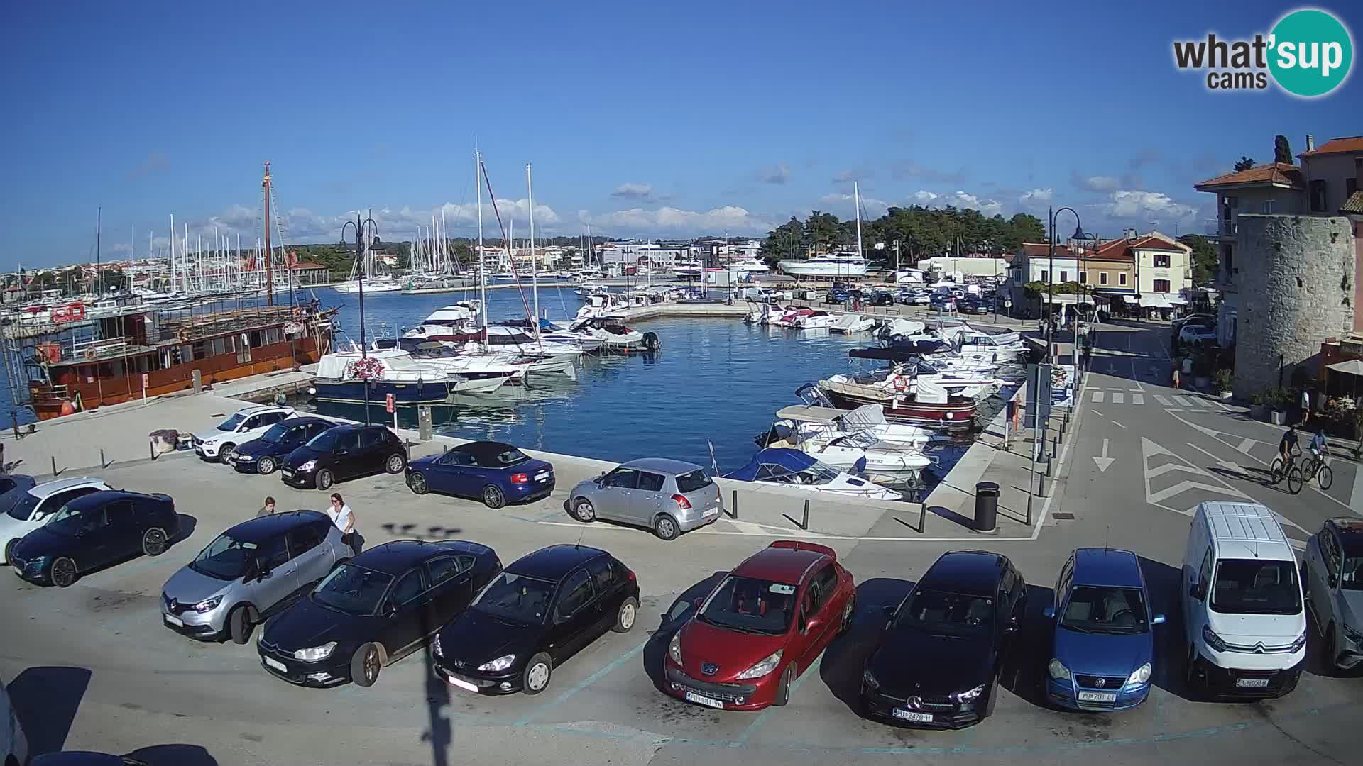 Novigrad | Porporela marina