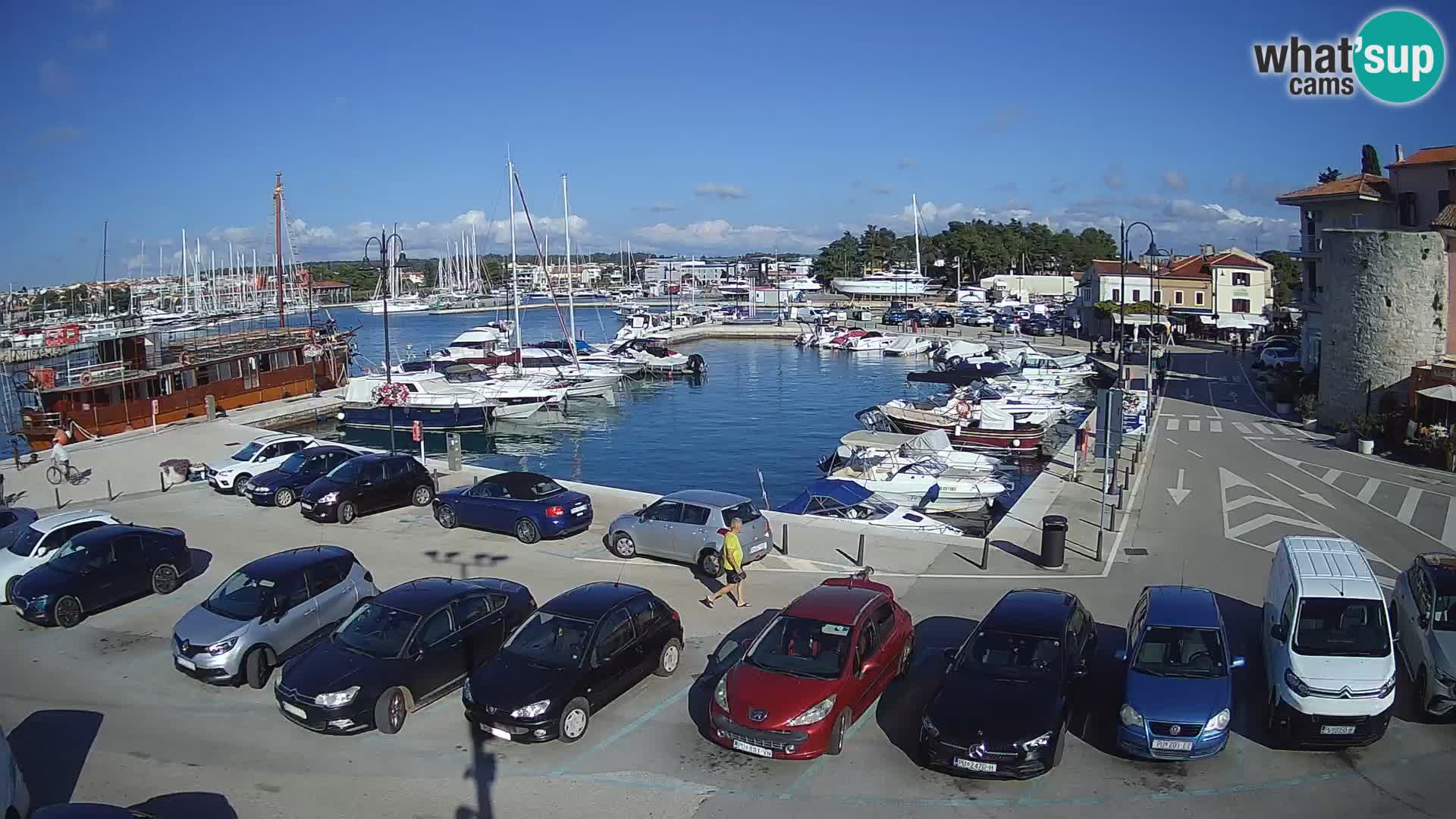 Novigrad | Porporela marina