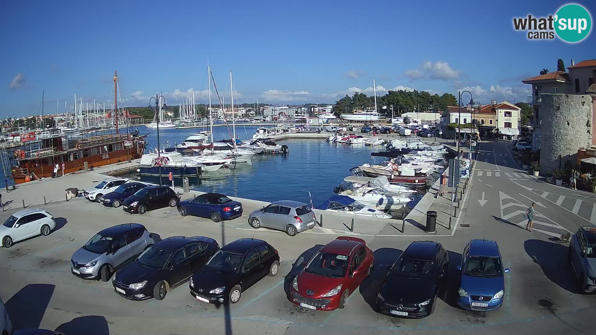 Novigrad | Porporela marina