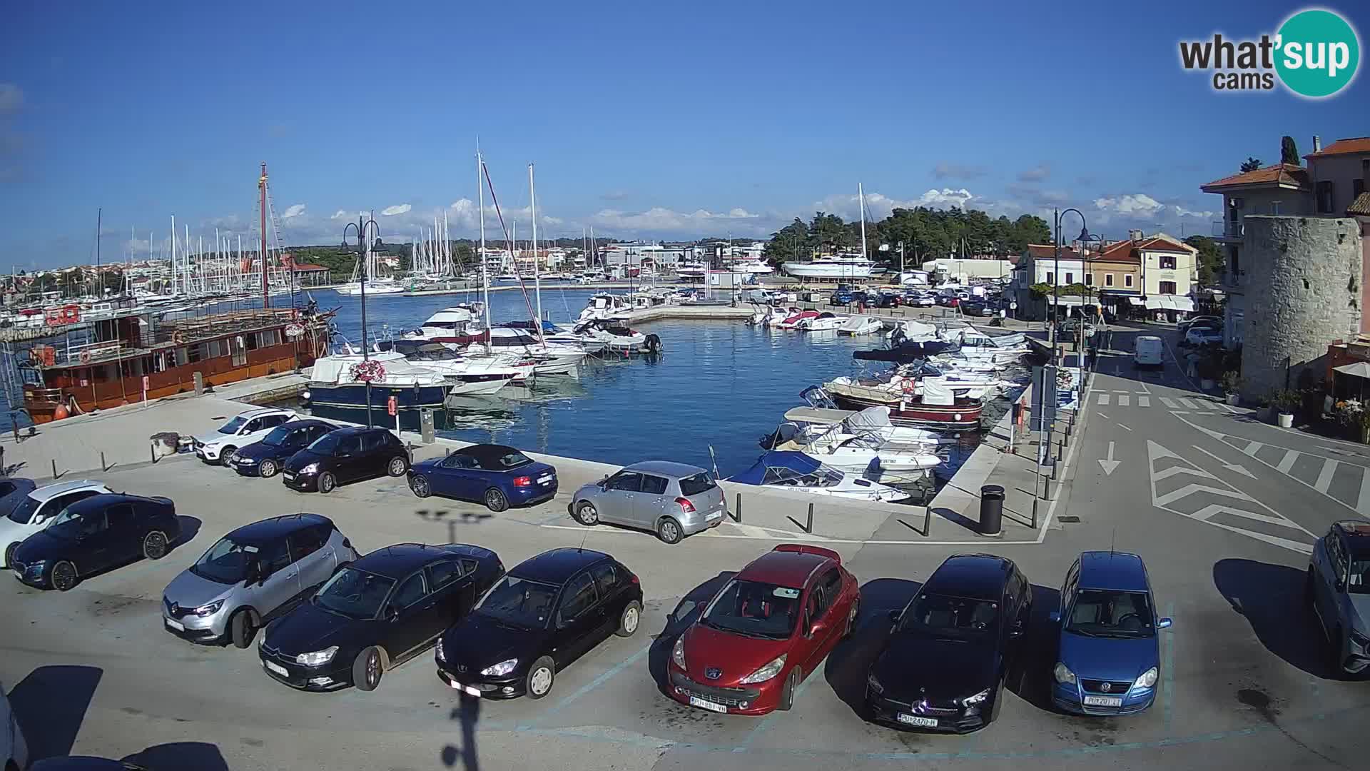 Novigrad | Porporela marina