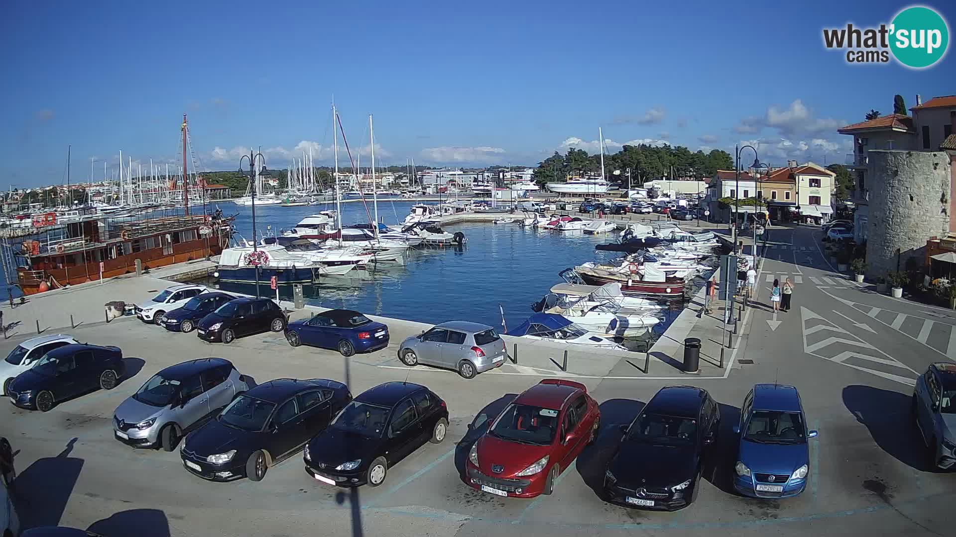 Novigrad | Porporela marina