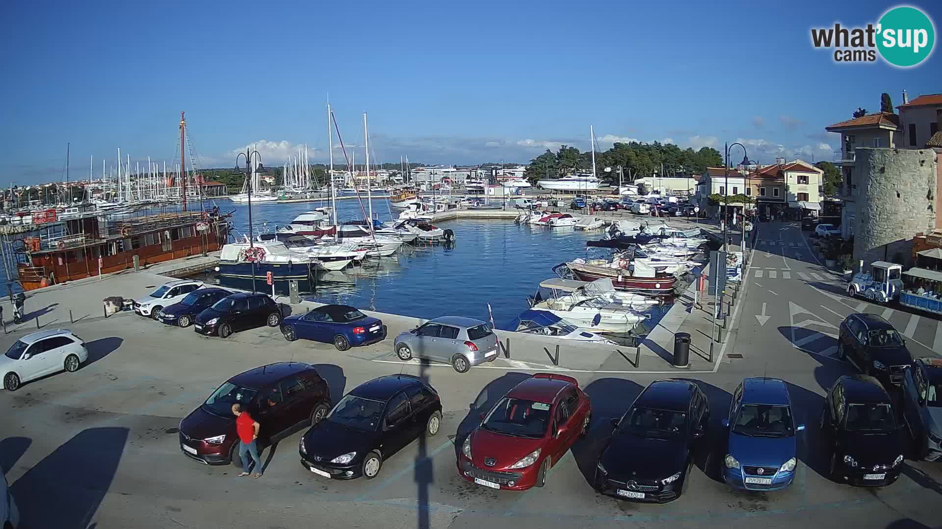 Novigrad | Porporela marina