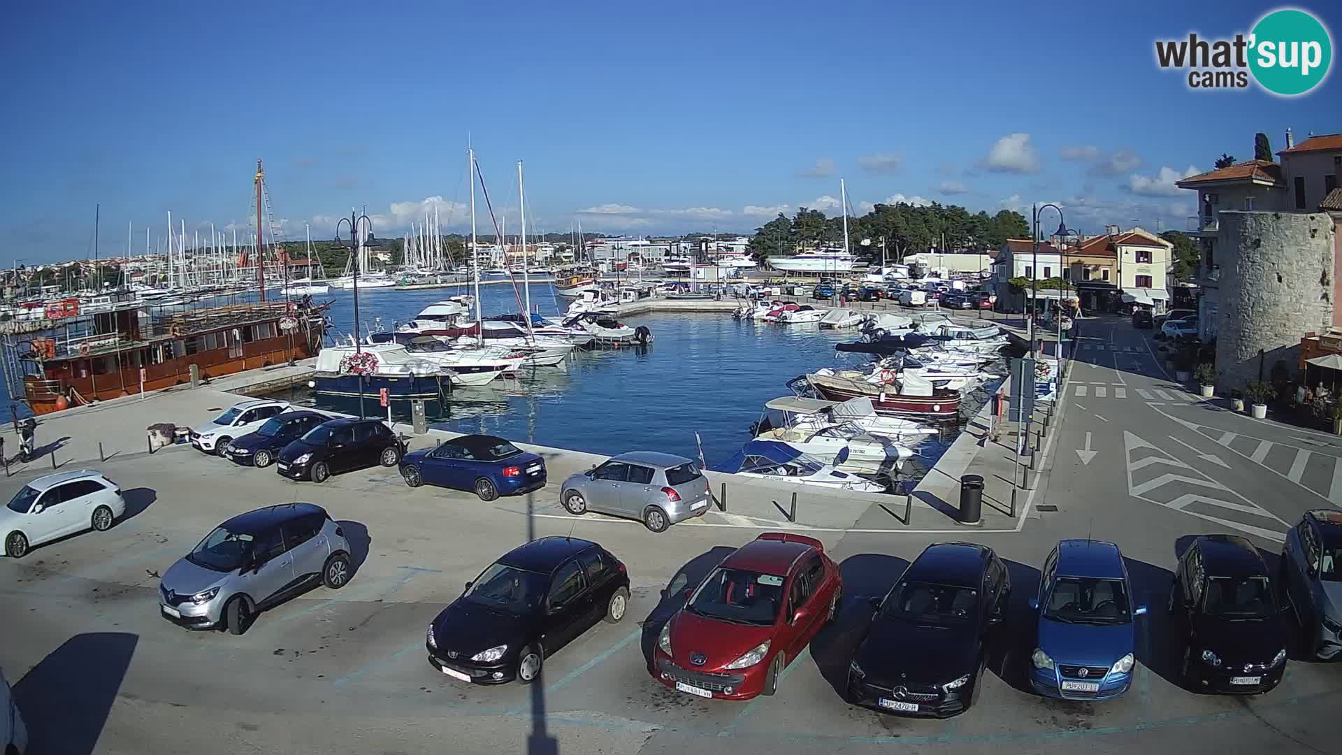 Novigrad | Porporela marina