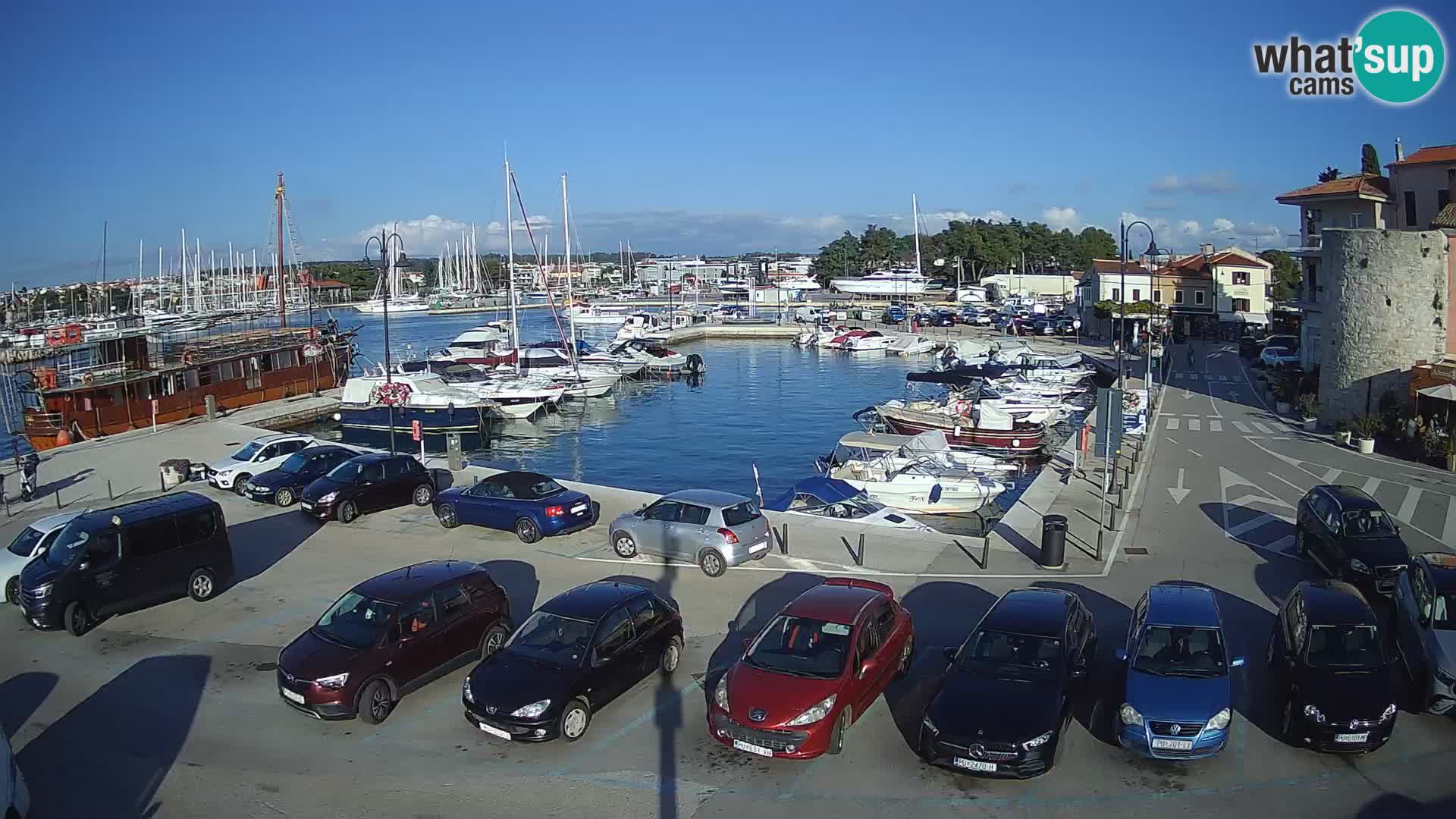 Novigrad | Porporela marina