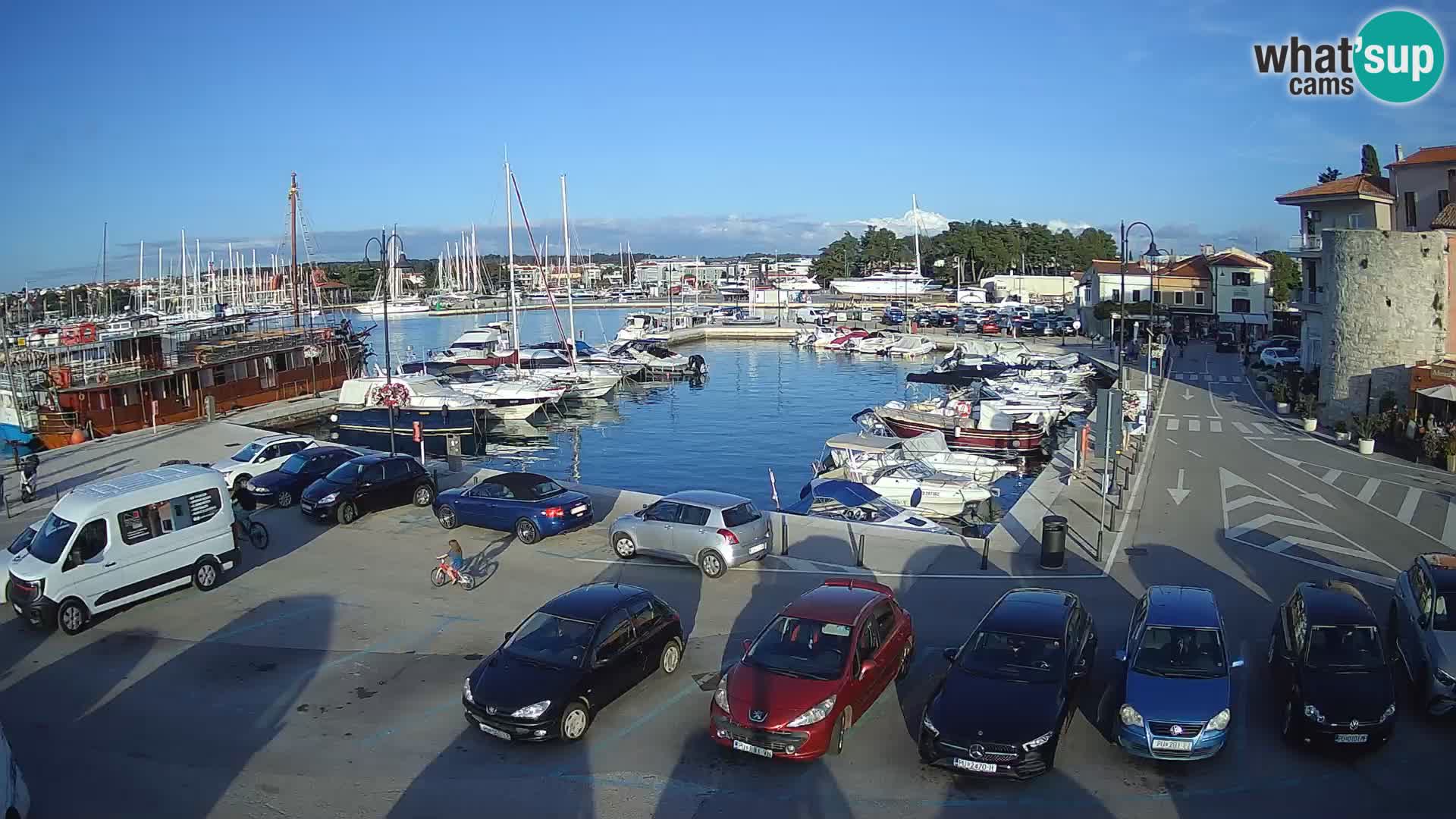 Novigrad | Porporela marina
