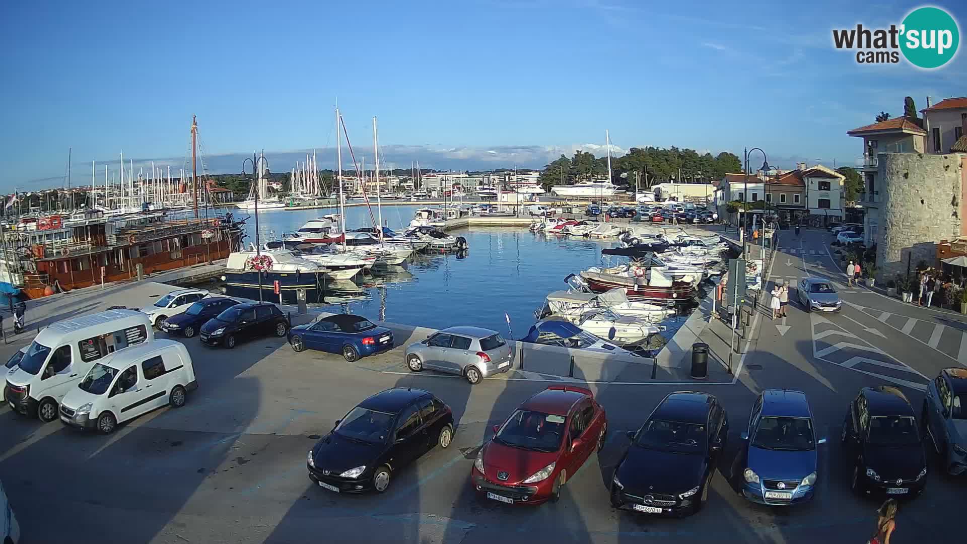 Novigrad | Porporela marina