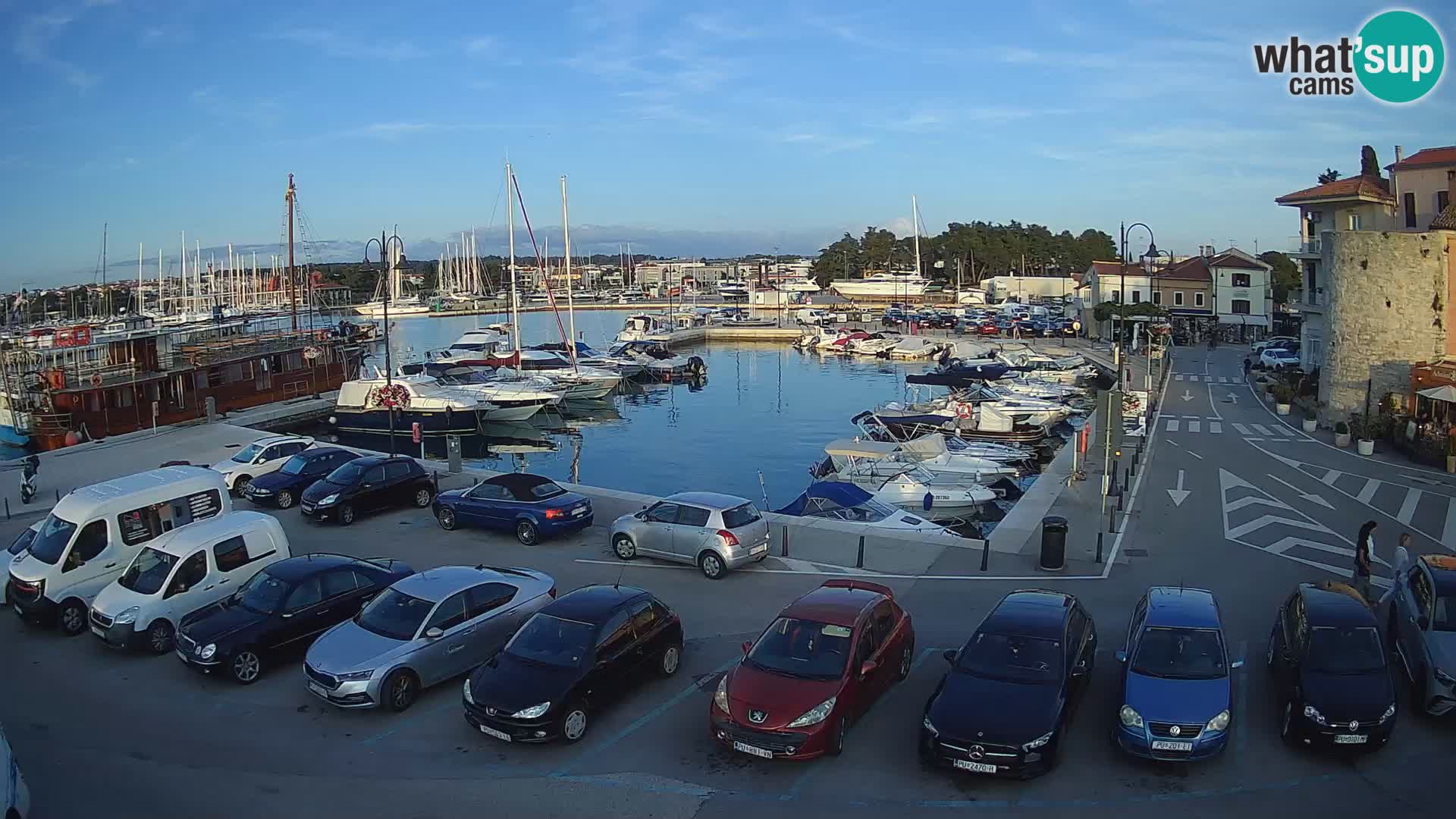 Novigrad | Porporela marina