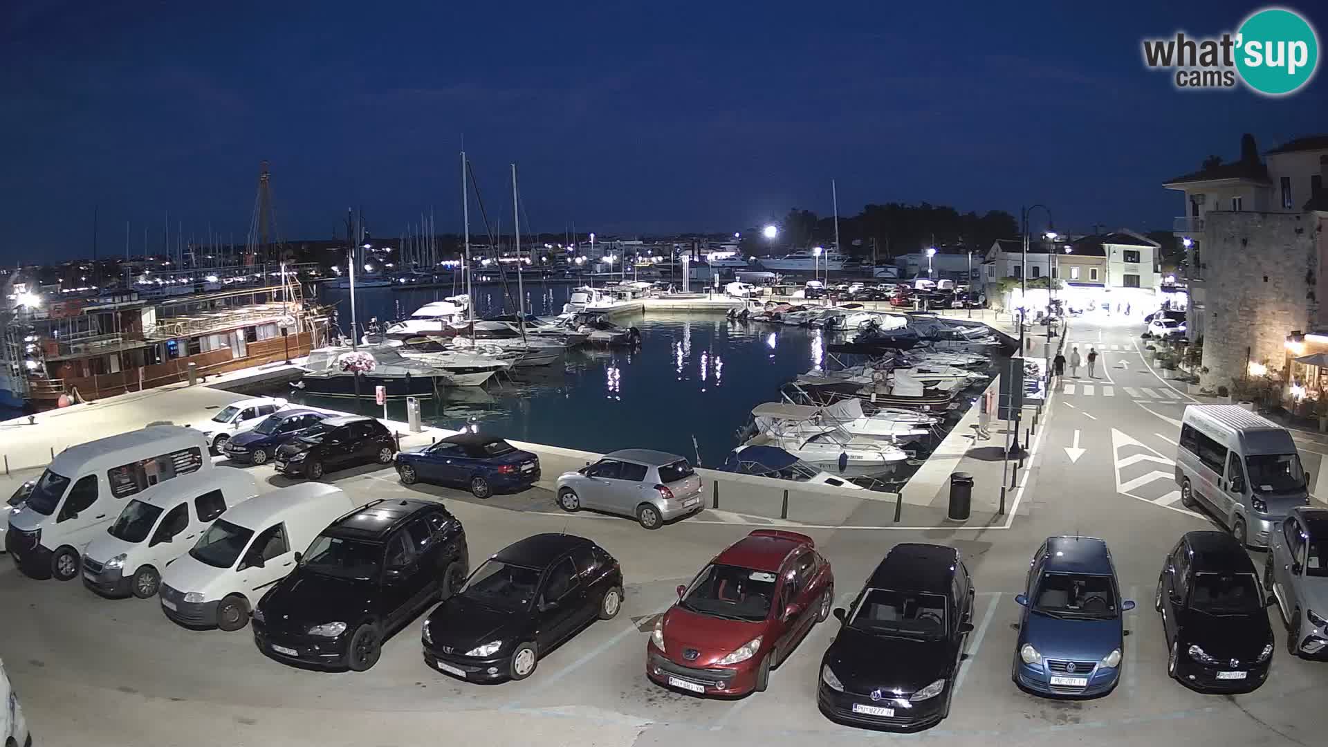 Novigrad | Porporela marina