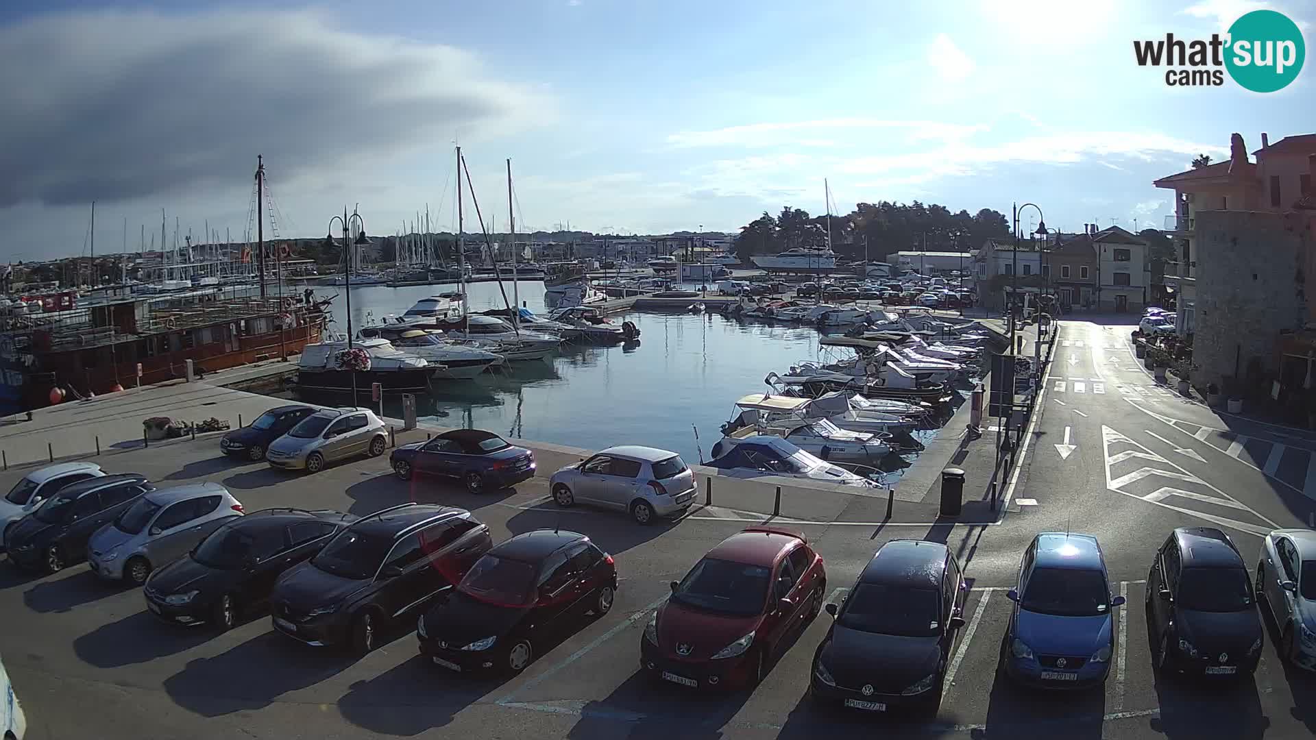 Novigrad | Porporela marina