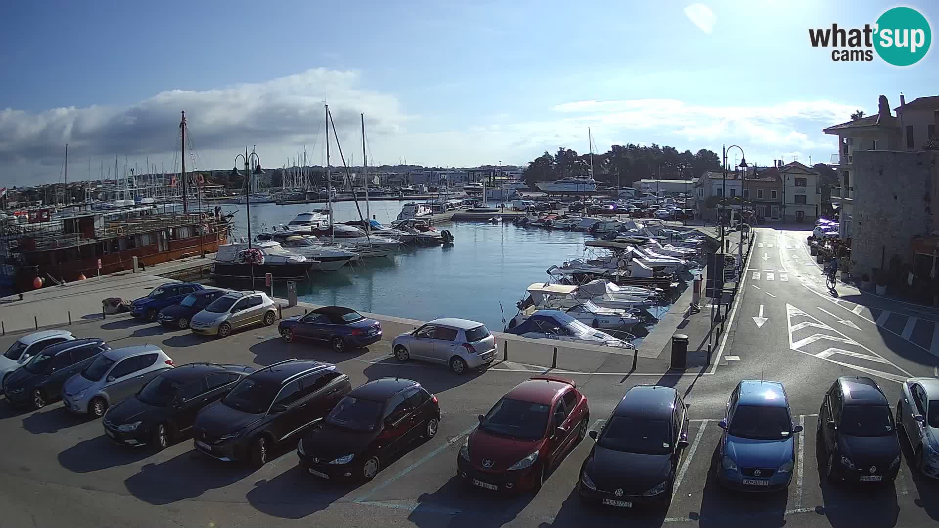 Novigrad | Porporela marina