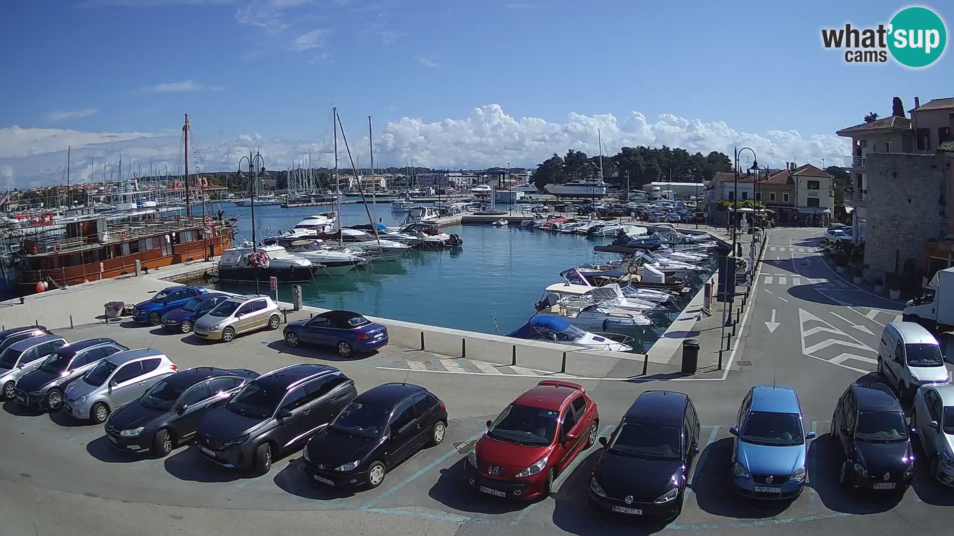 Novigrad | Porporela marina