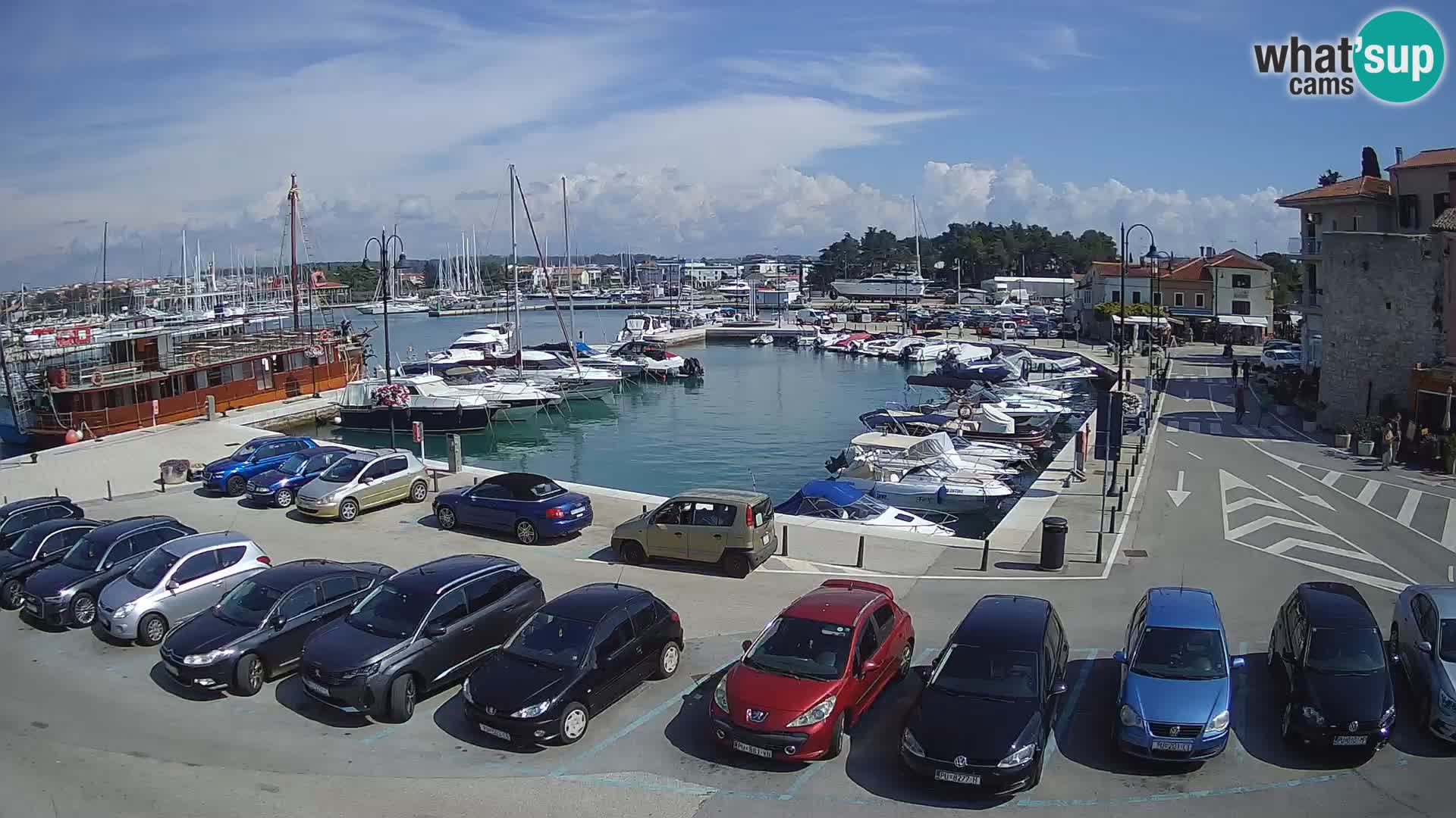Novigrad | Porporela marina