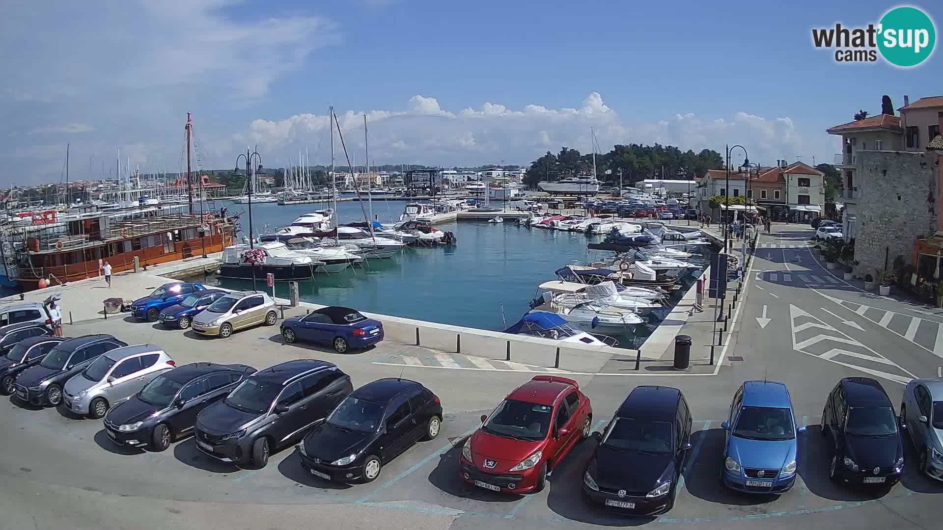 Novigrad | Porporela marina