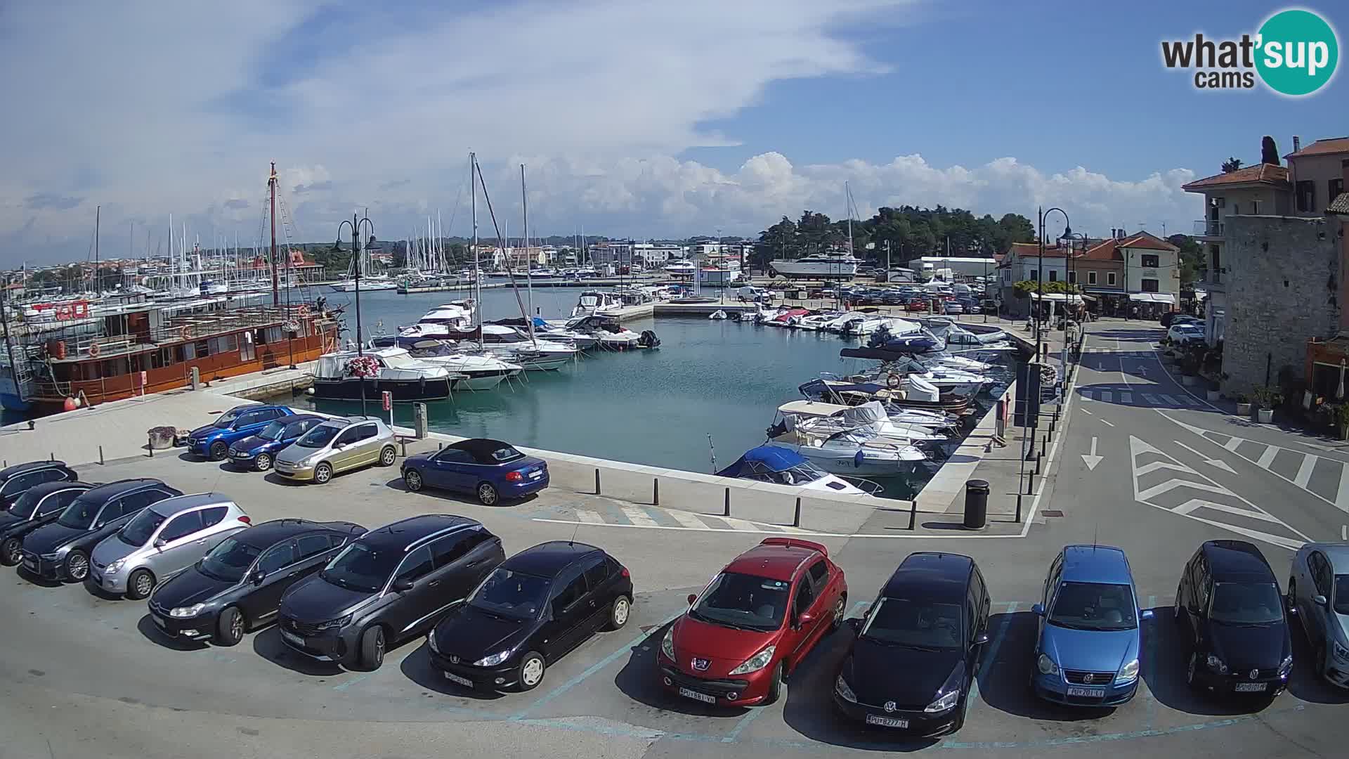 Novigrad | Porporela marina