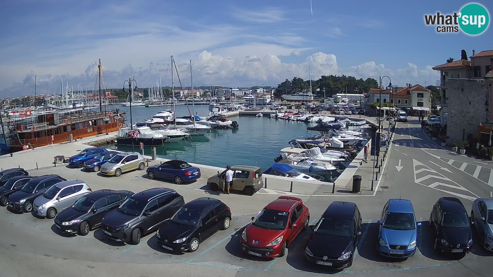 Novigrad | Porporela marina