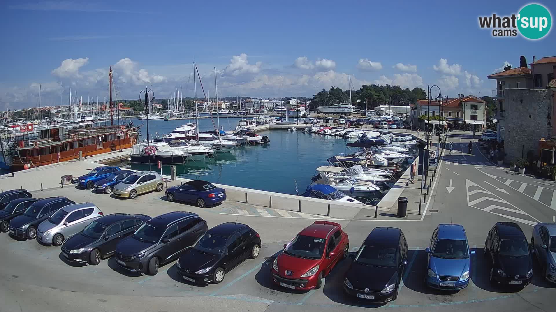 Novigrad | Porporela marina