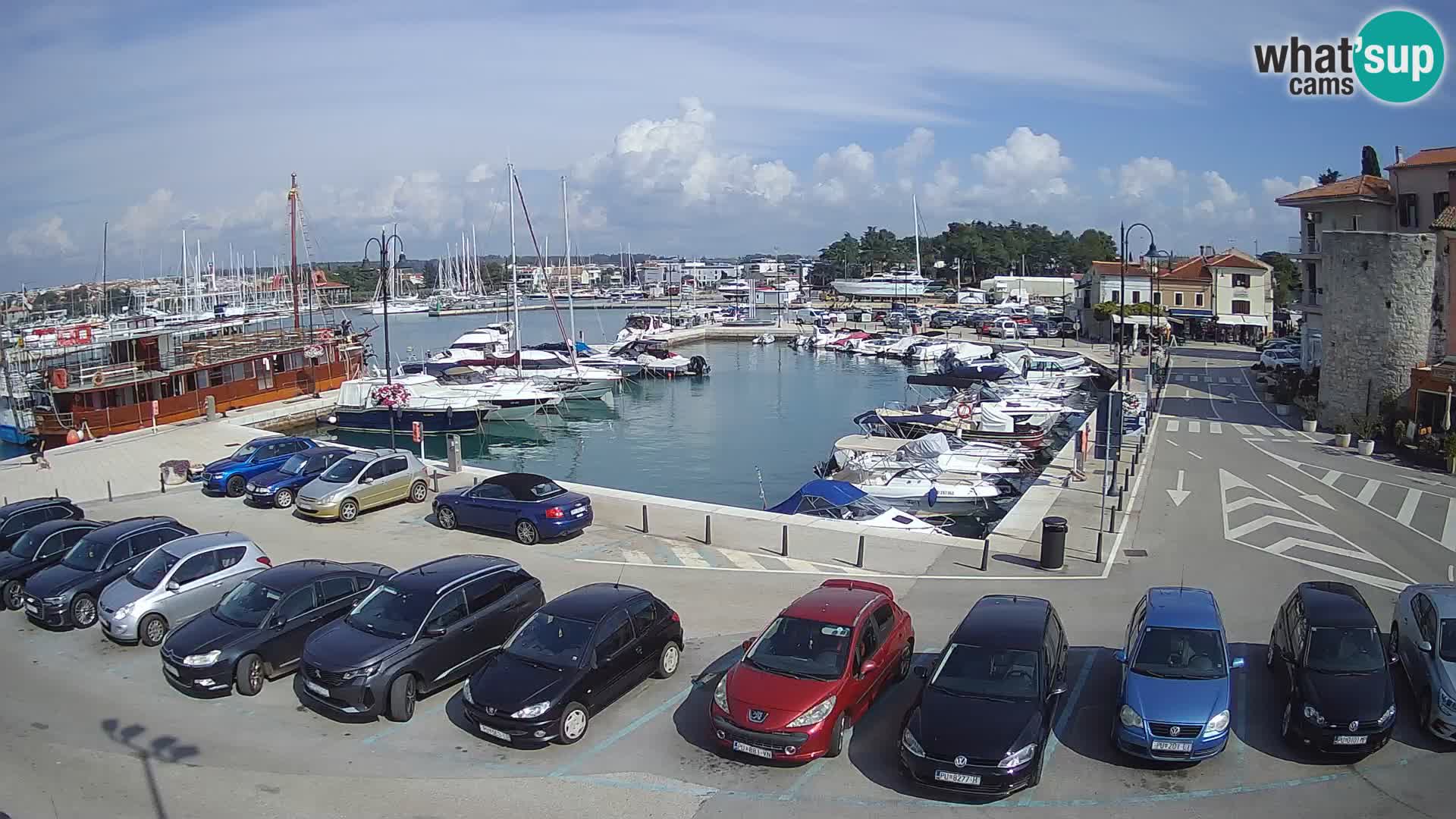 Novigrad | Porporela marina