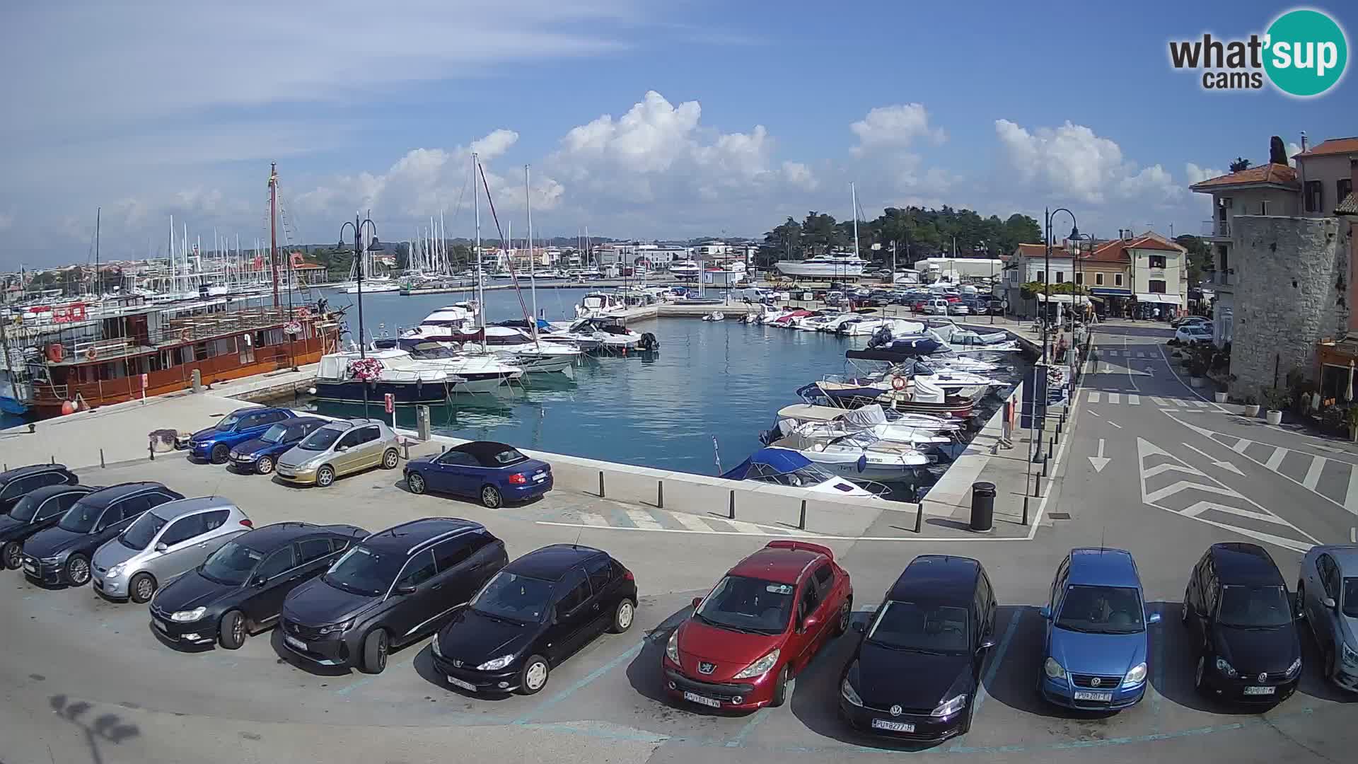 Novigrad | Porporela marina