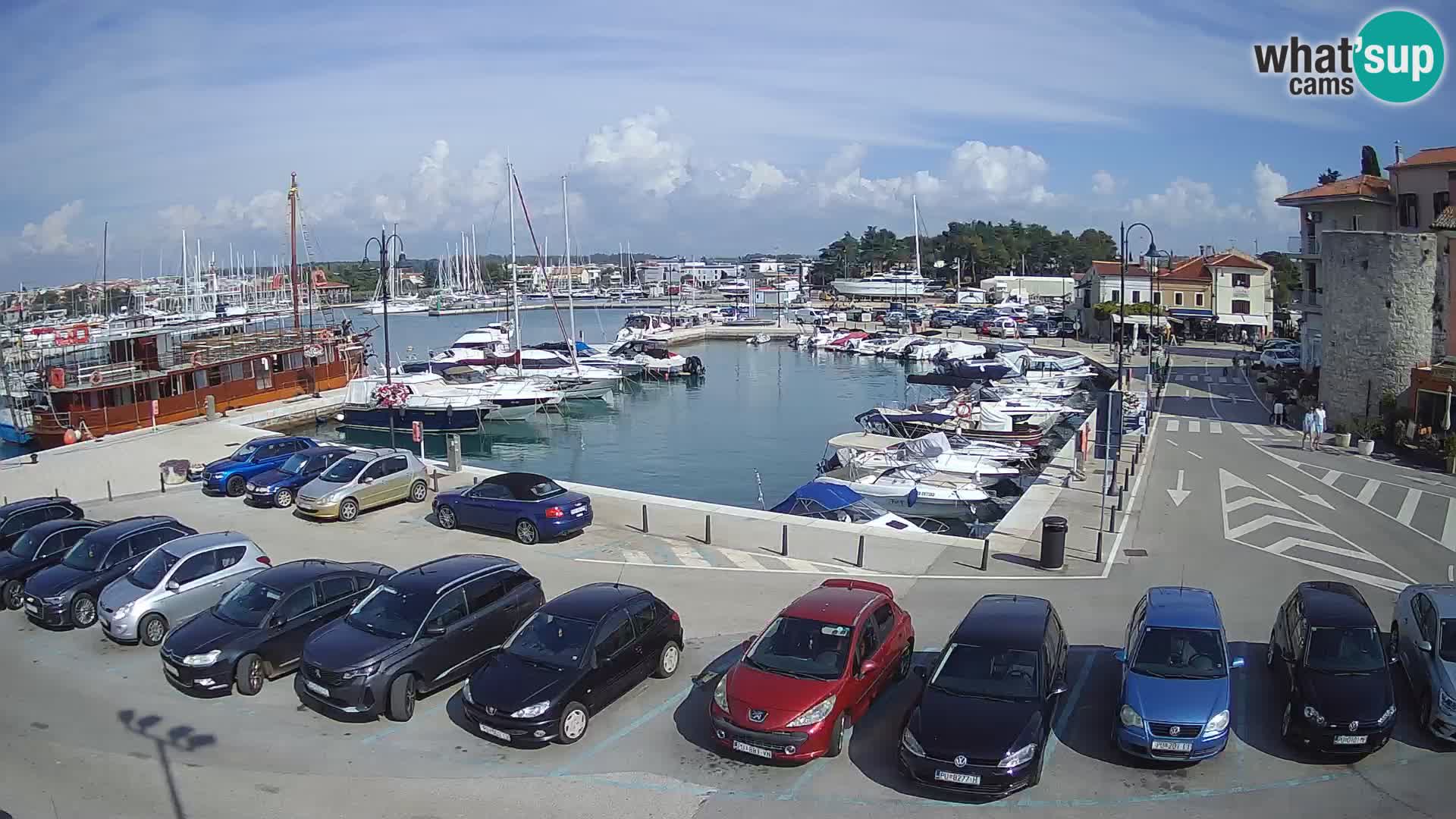 Novigrad | Porporela marina