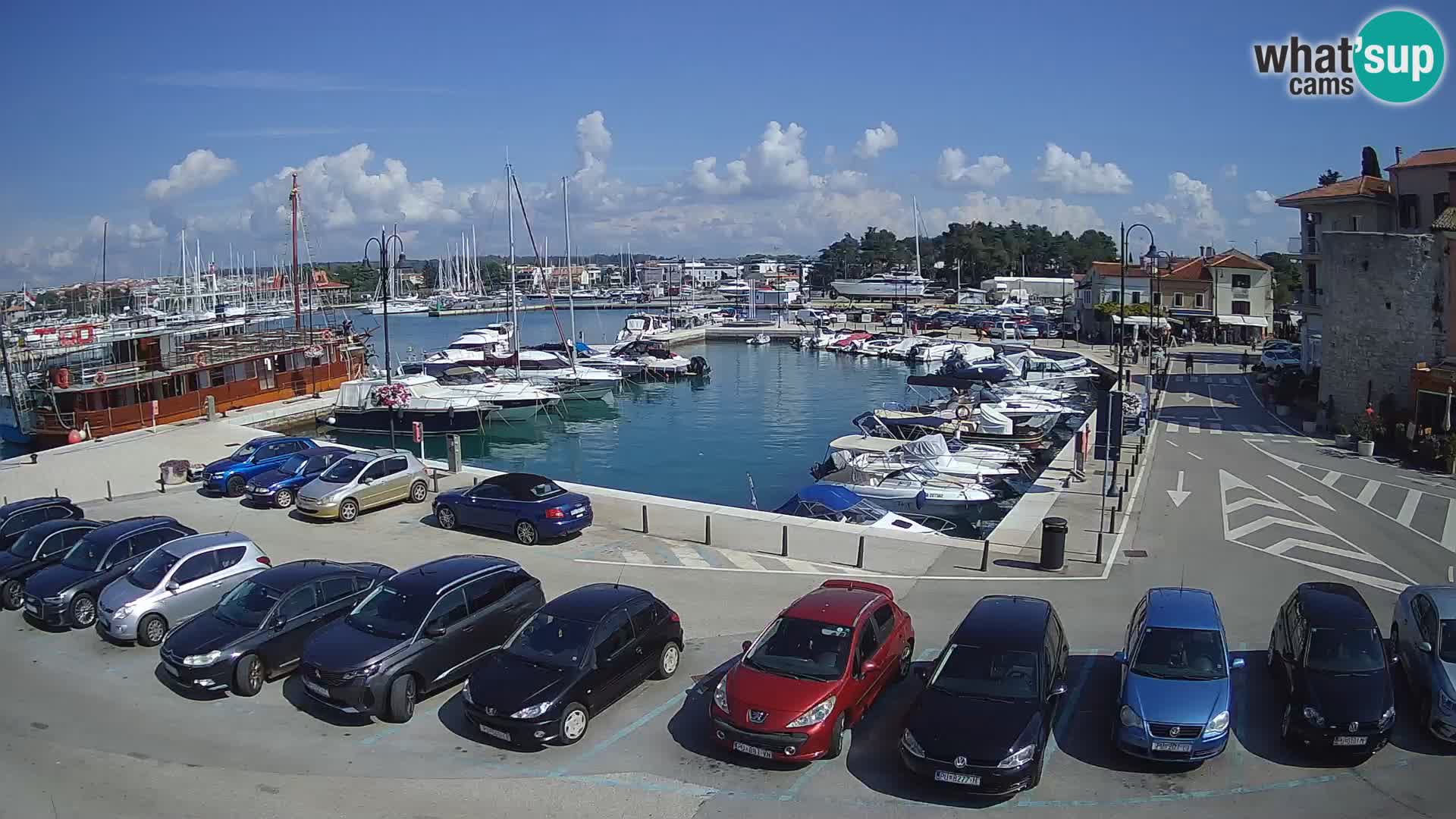 Novigrad | Porporela marina