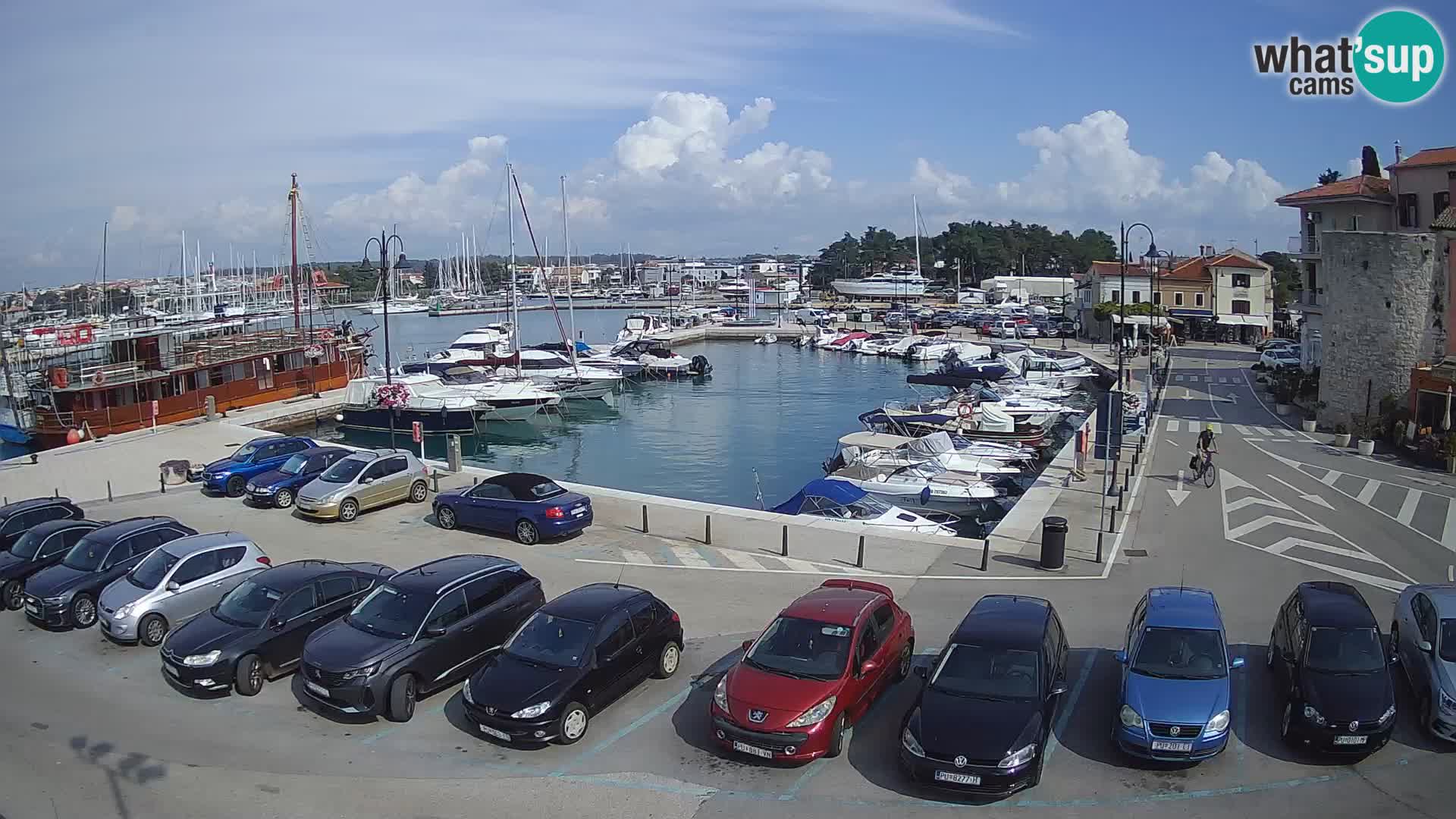 Novigrad | Porporela marina