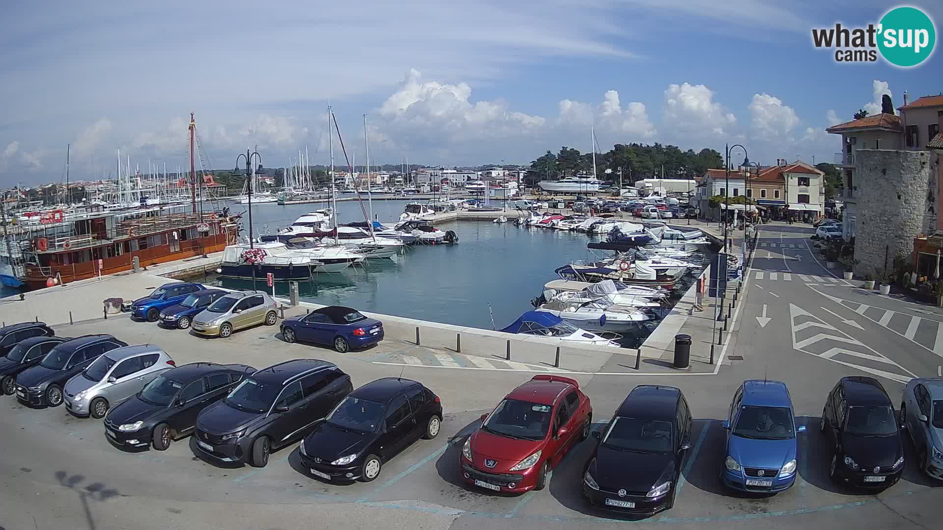 Novigrad | Porporela marina