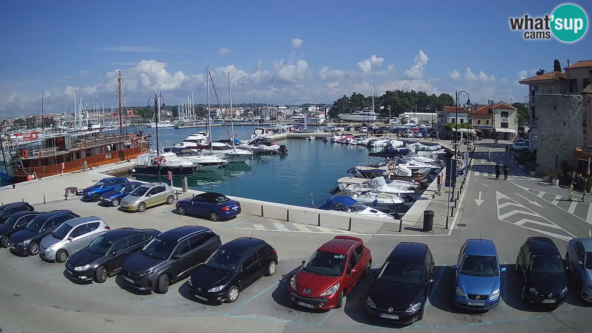 Novigrad | Porporela marina