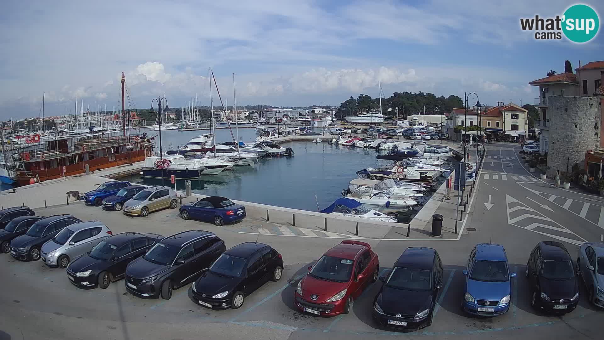 Novigrad | Porporela marina
