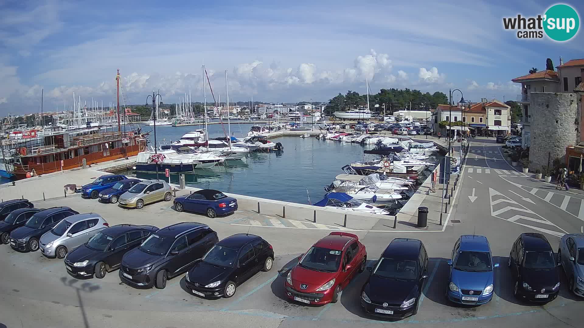 Novigrad | Porporela marina