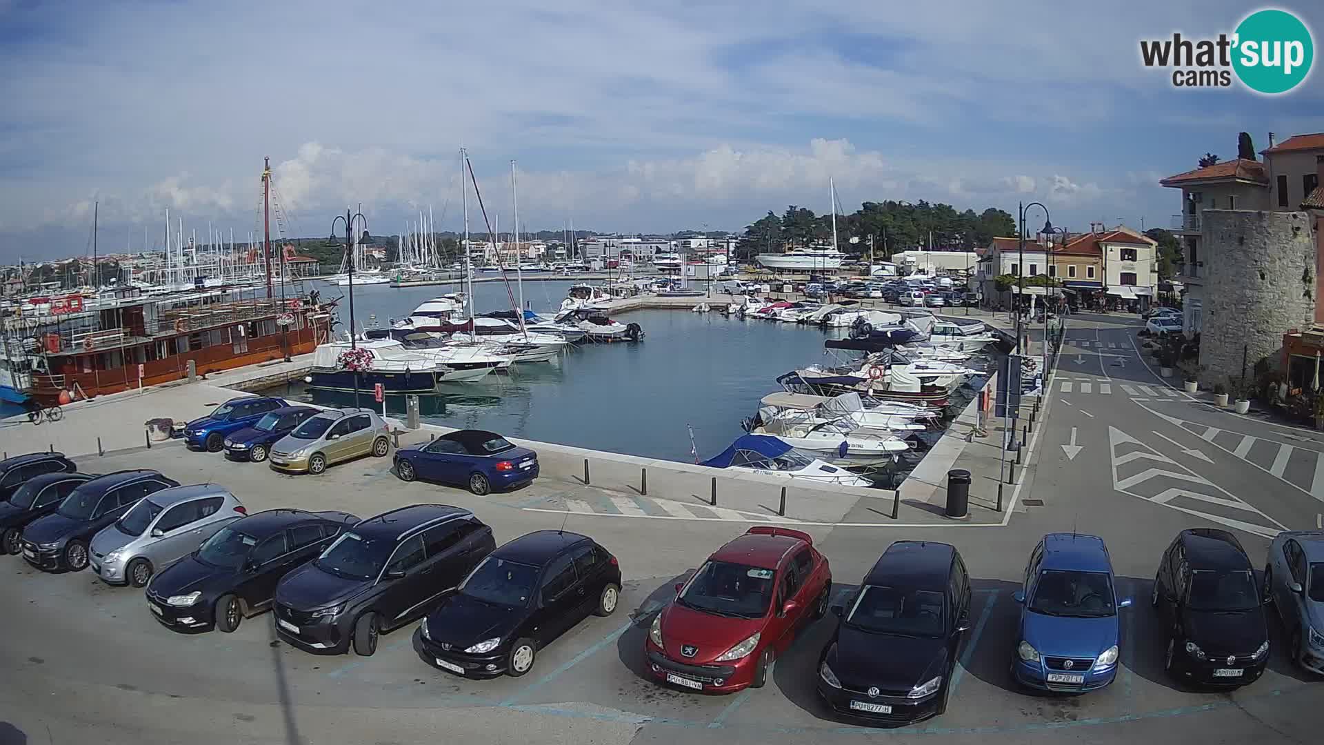 Novigrad | Porporela marina