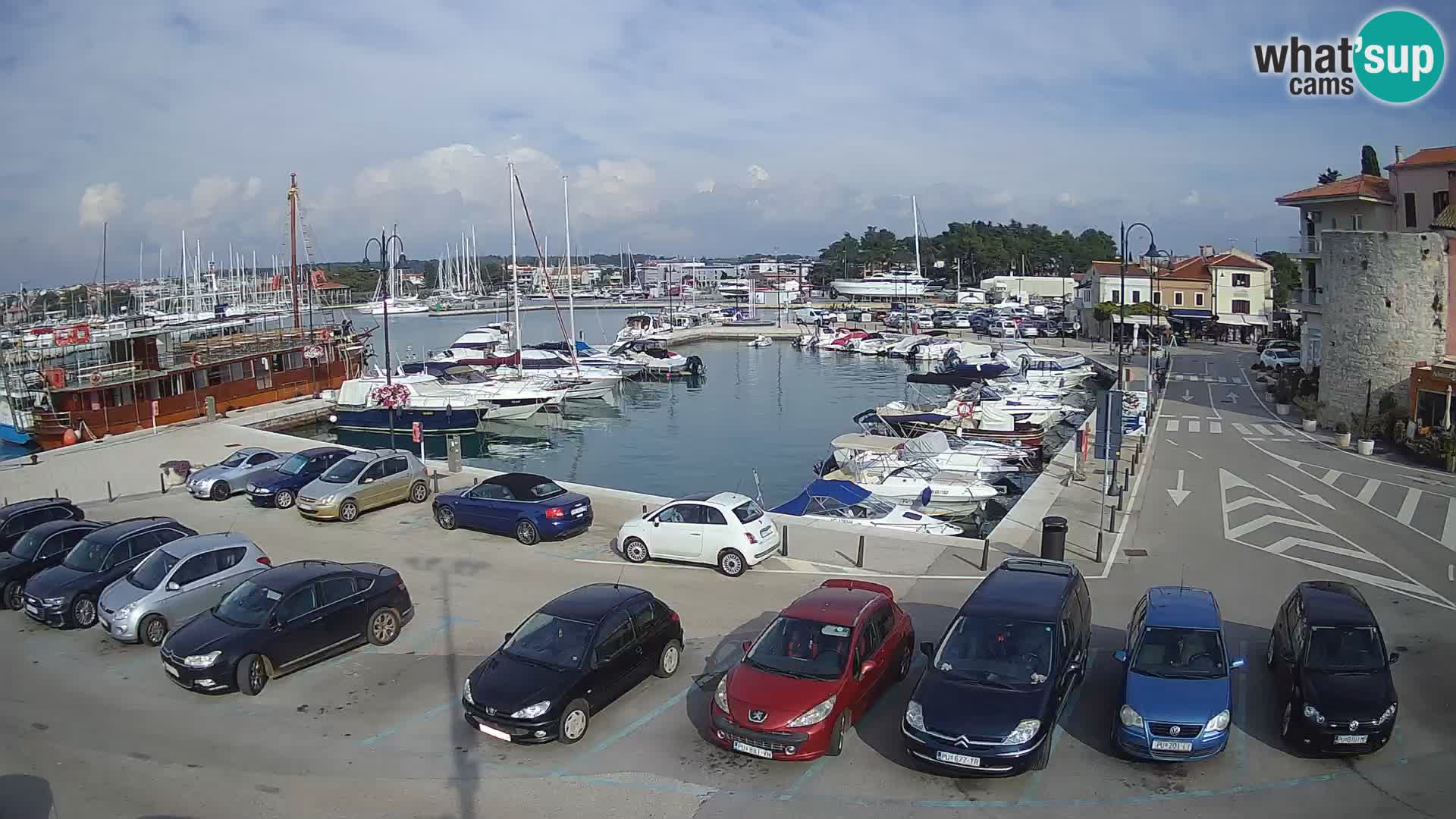 Novigrad | Porporela marina