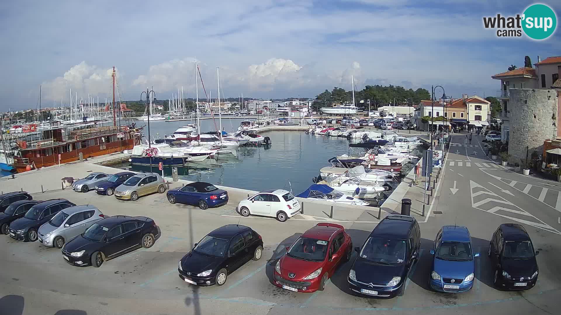 Novigrad | Porporela marina