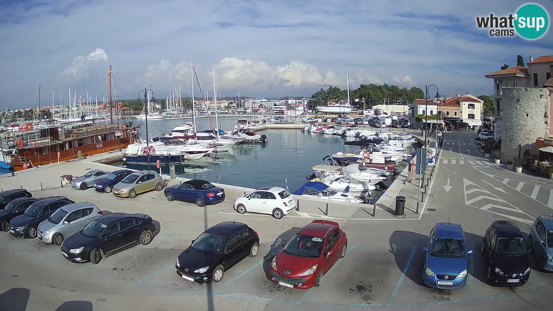 Novigrad | Porporela marina