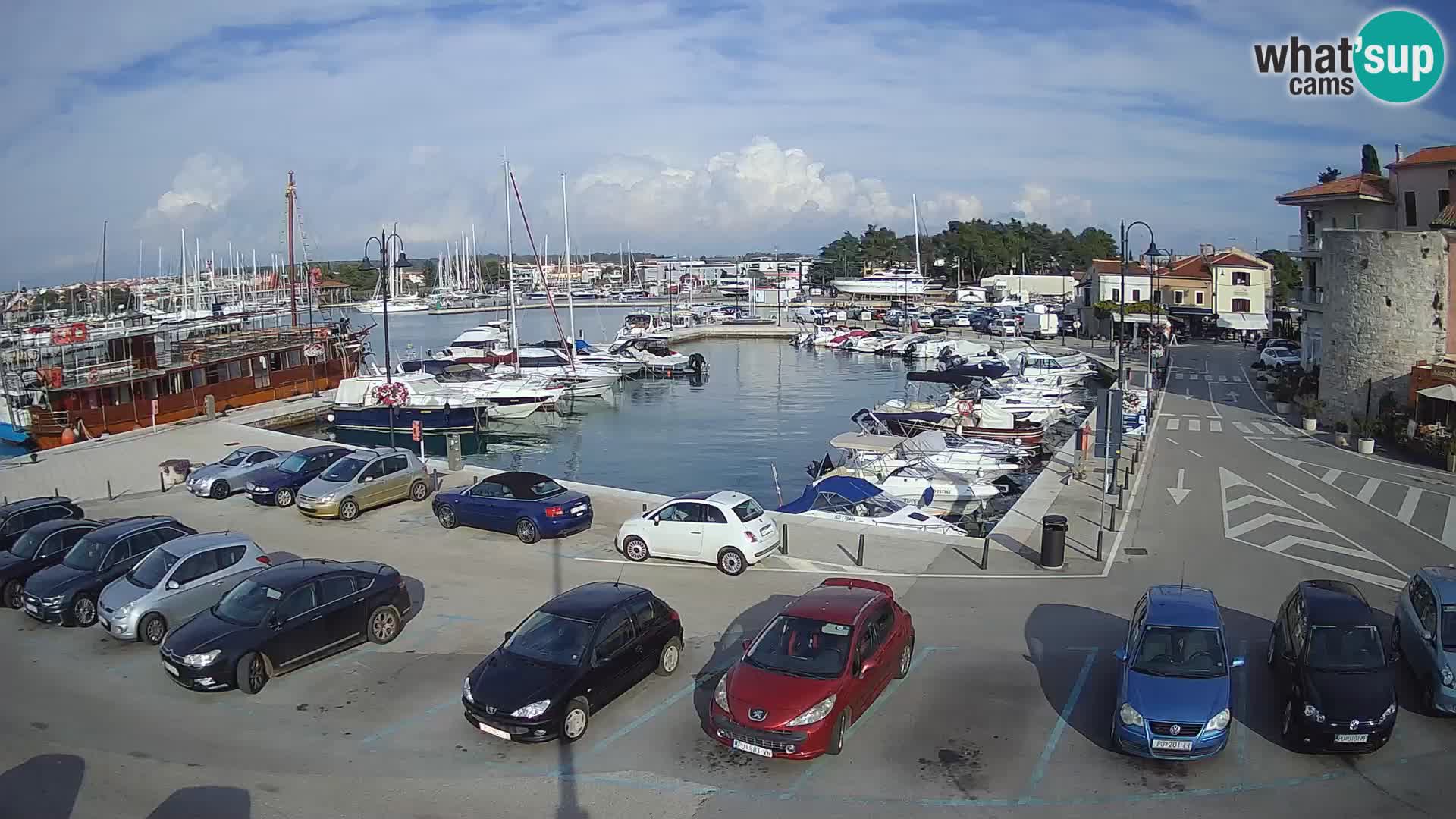 Novigrad | Porporela marina