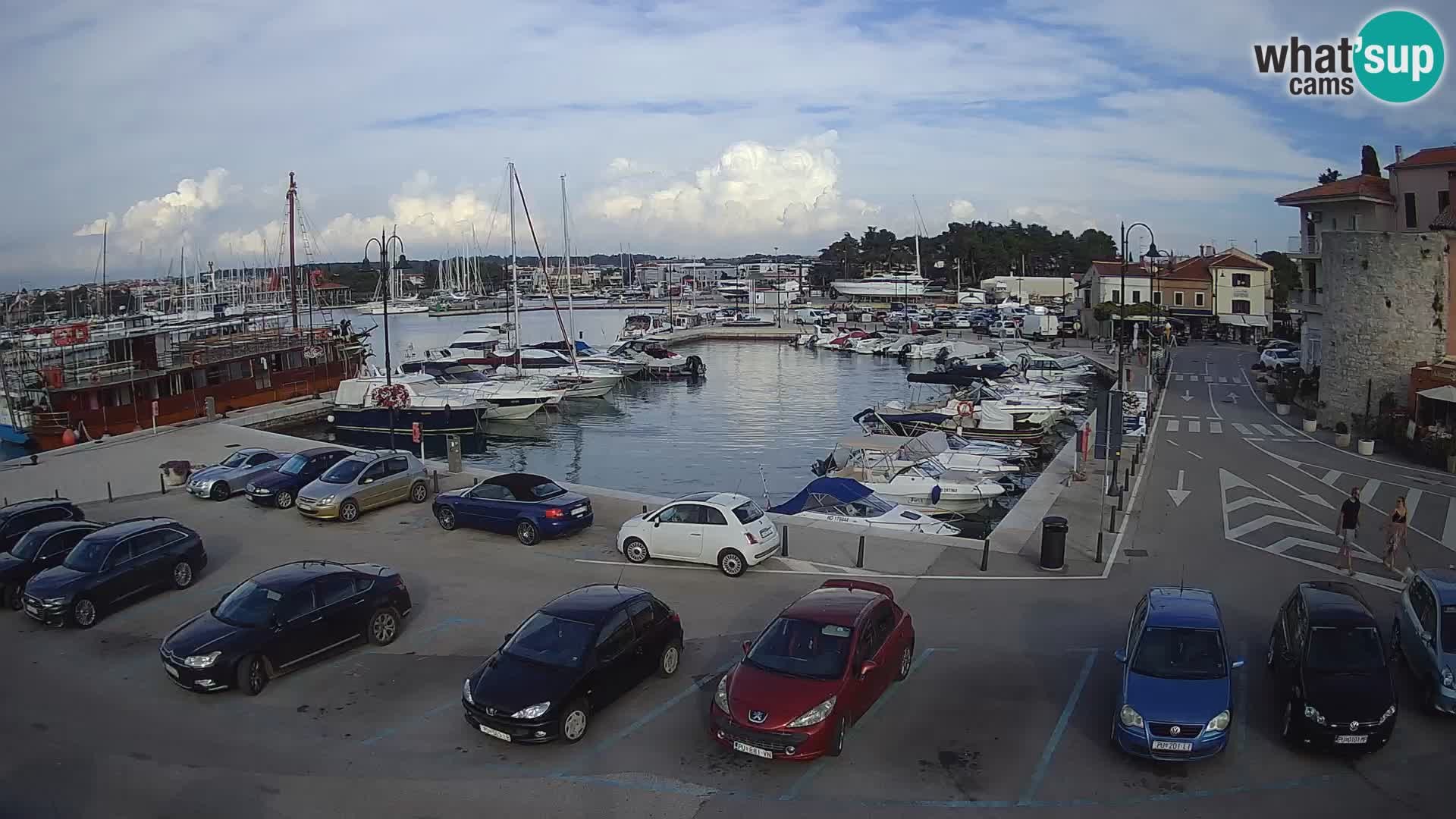Novigrad | Porporela marina