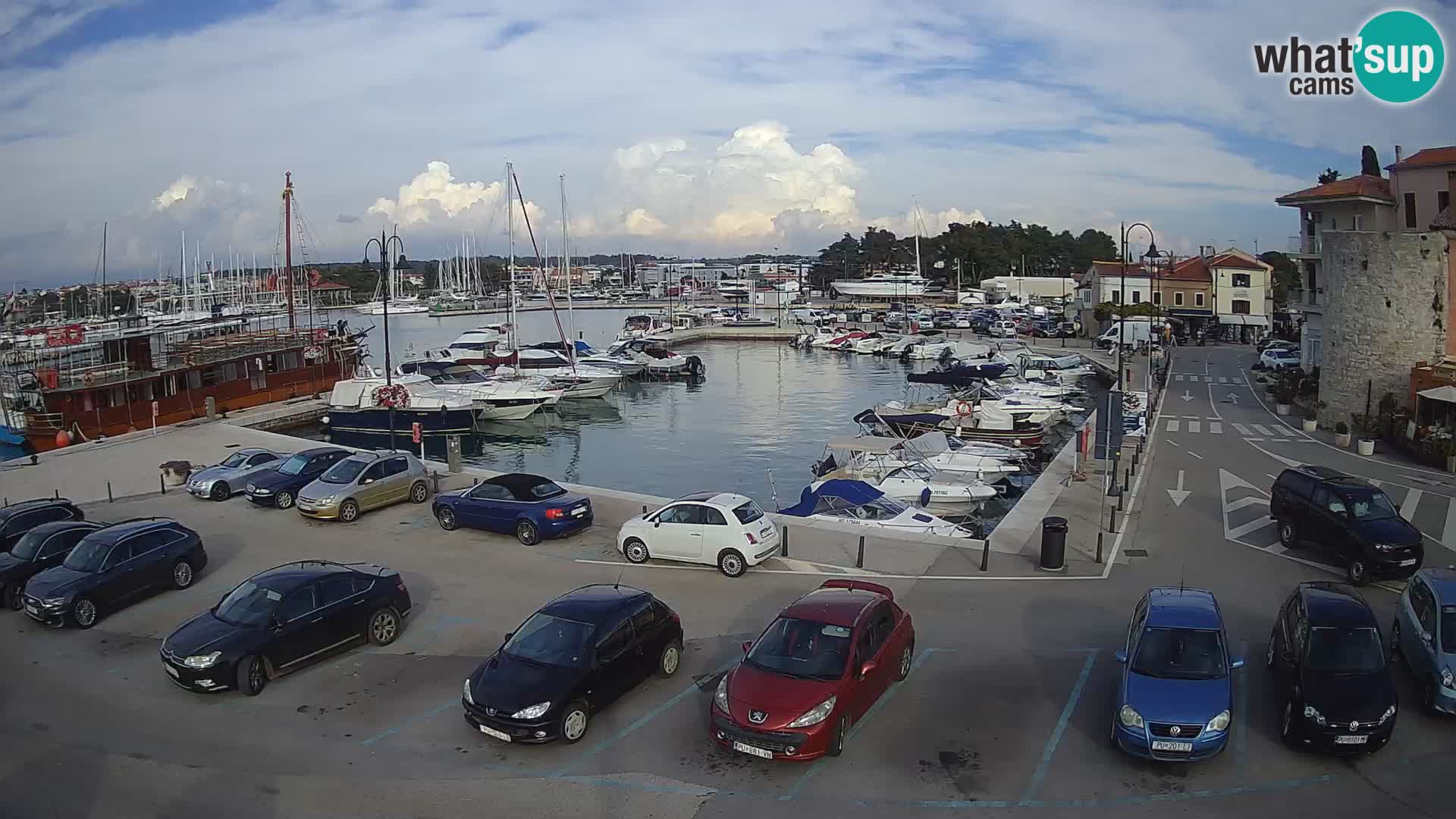 Novigrad | Porporela marina