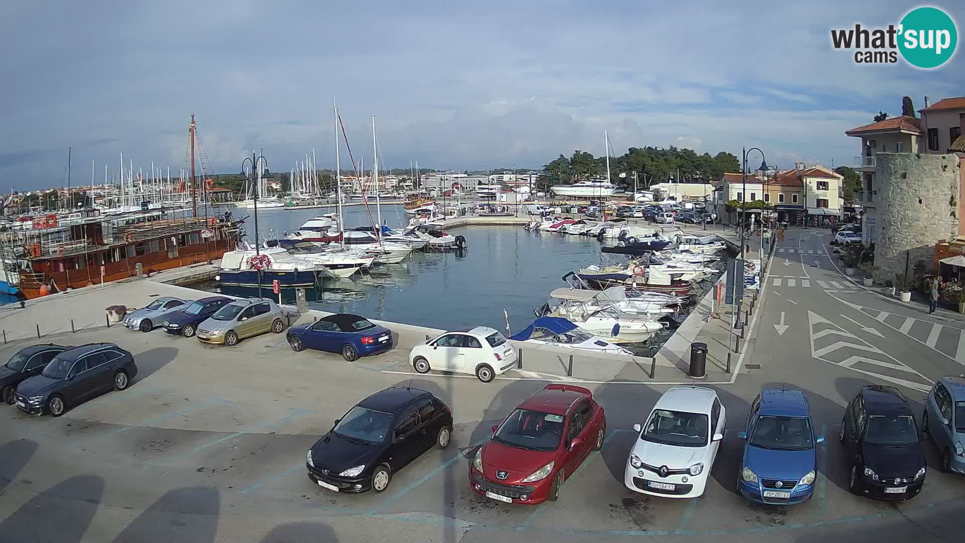 Novigrad | Porporela marina