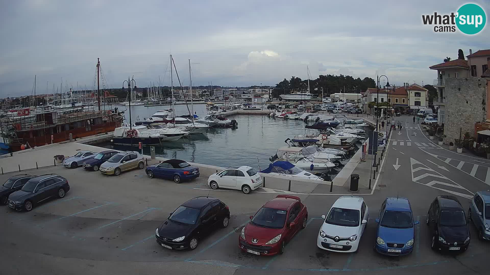 Novigrad | Porporela marina