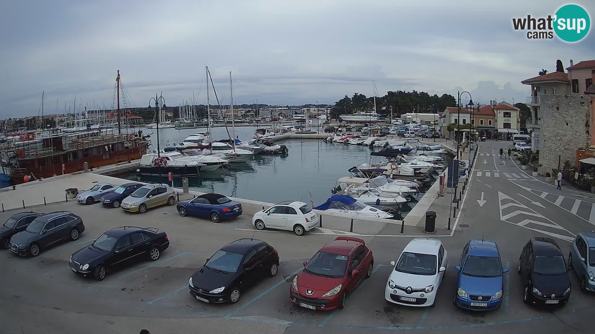 Novigrad | Porporela marina