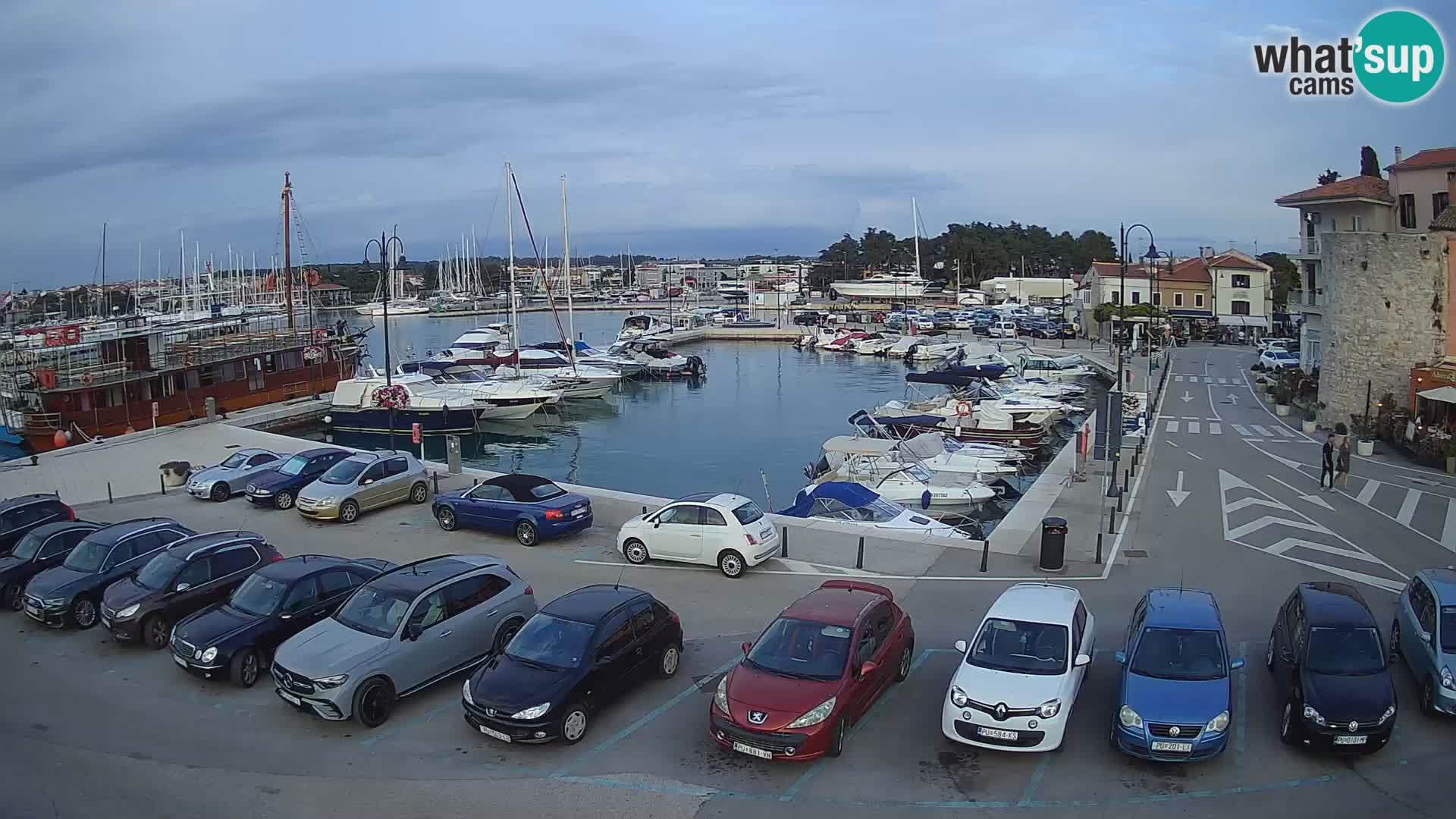 Novigrad | Porporela marina