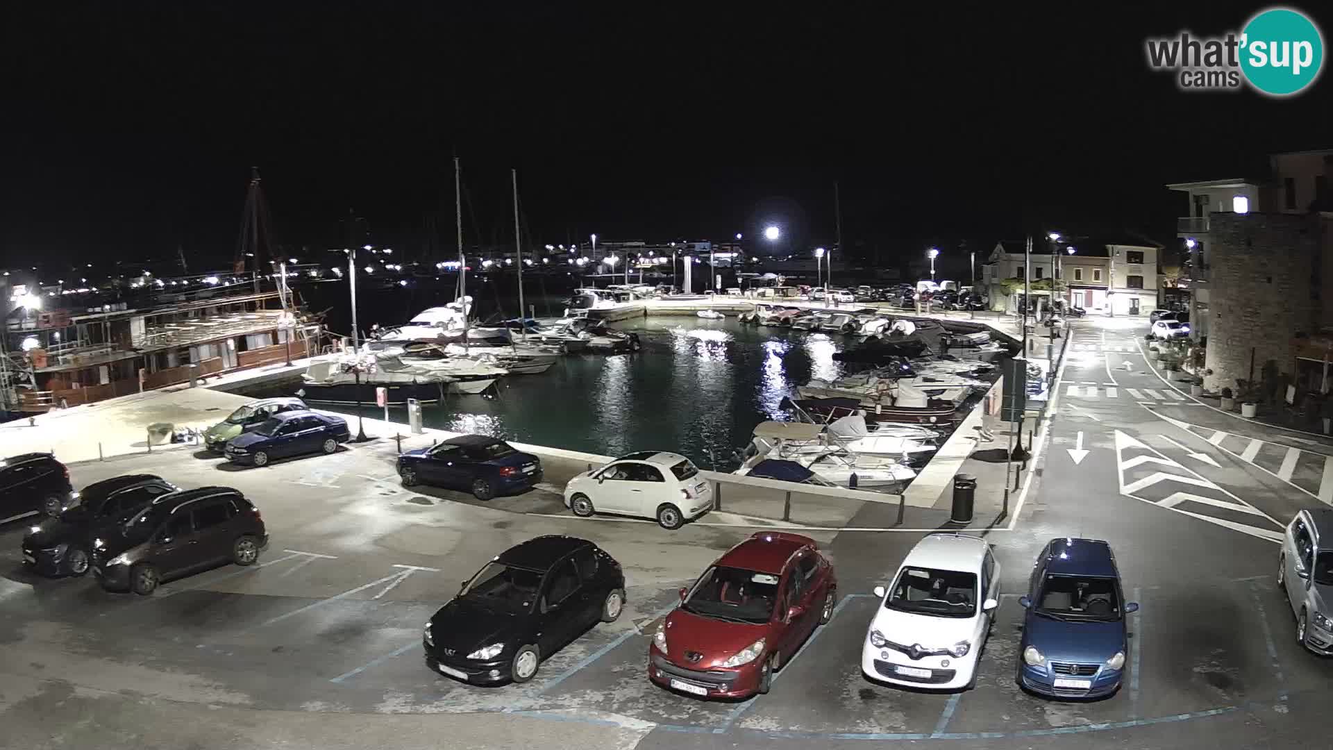 Novigrad | Porporela marina