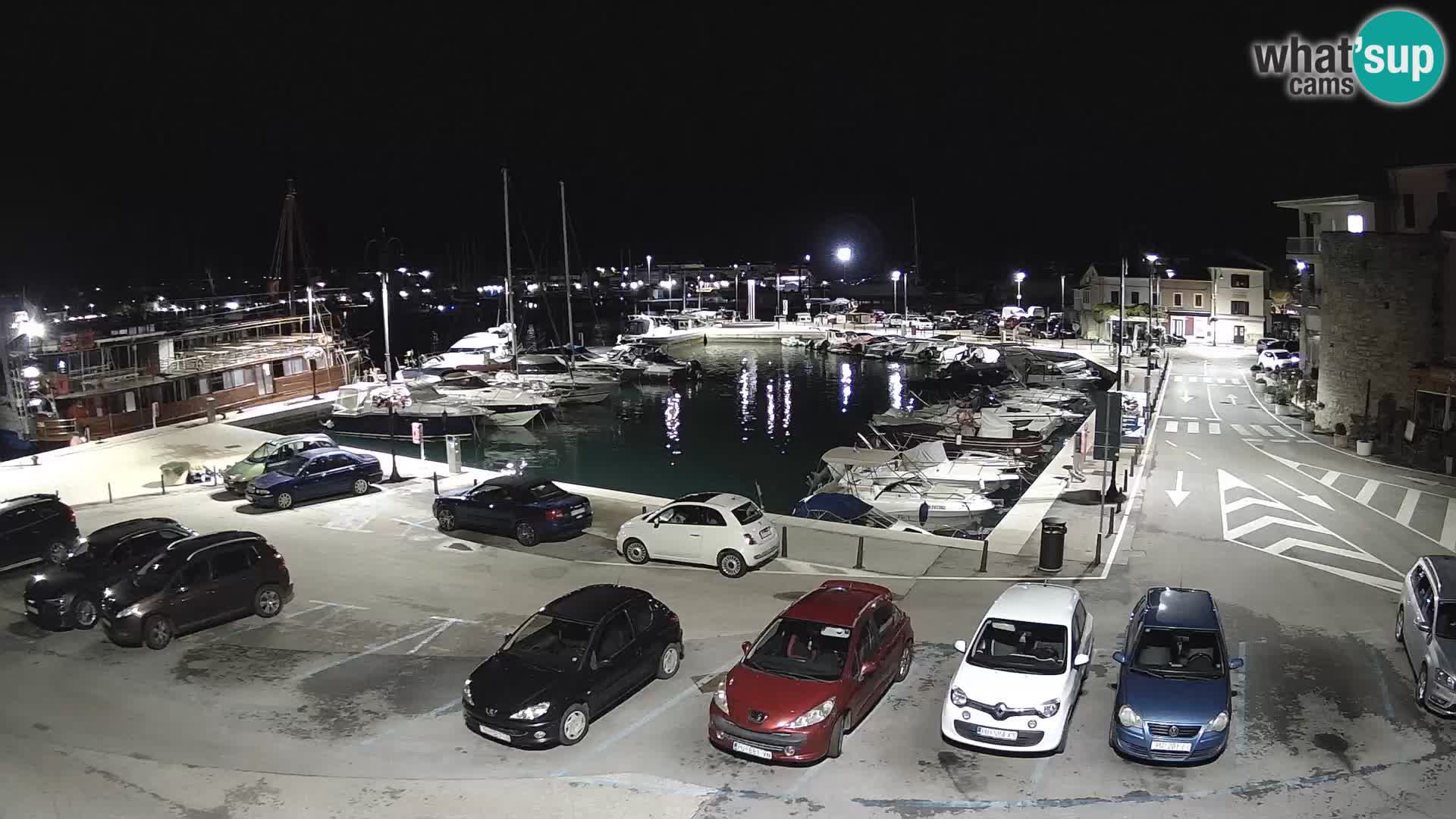 Novigrad | Porporela marina