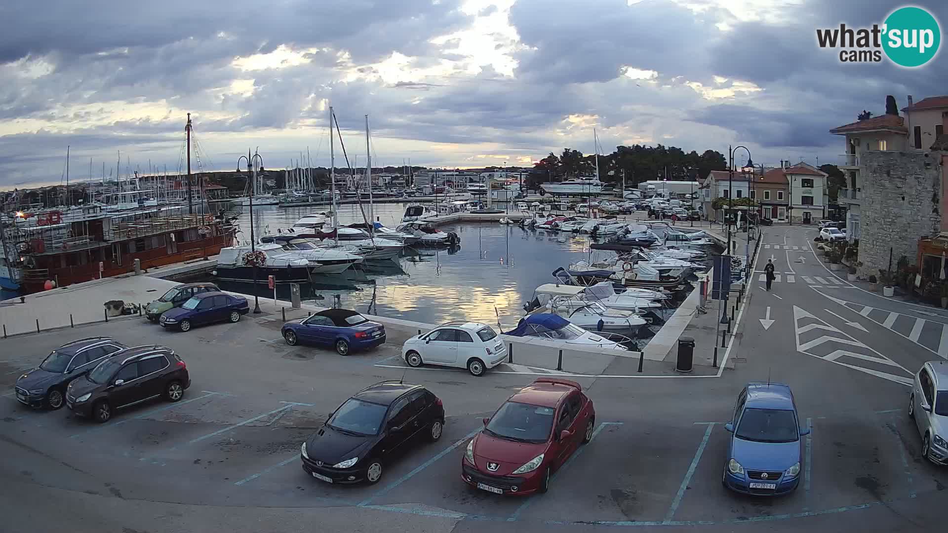 Novigrad | Porporela marina