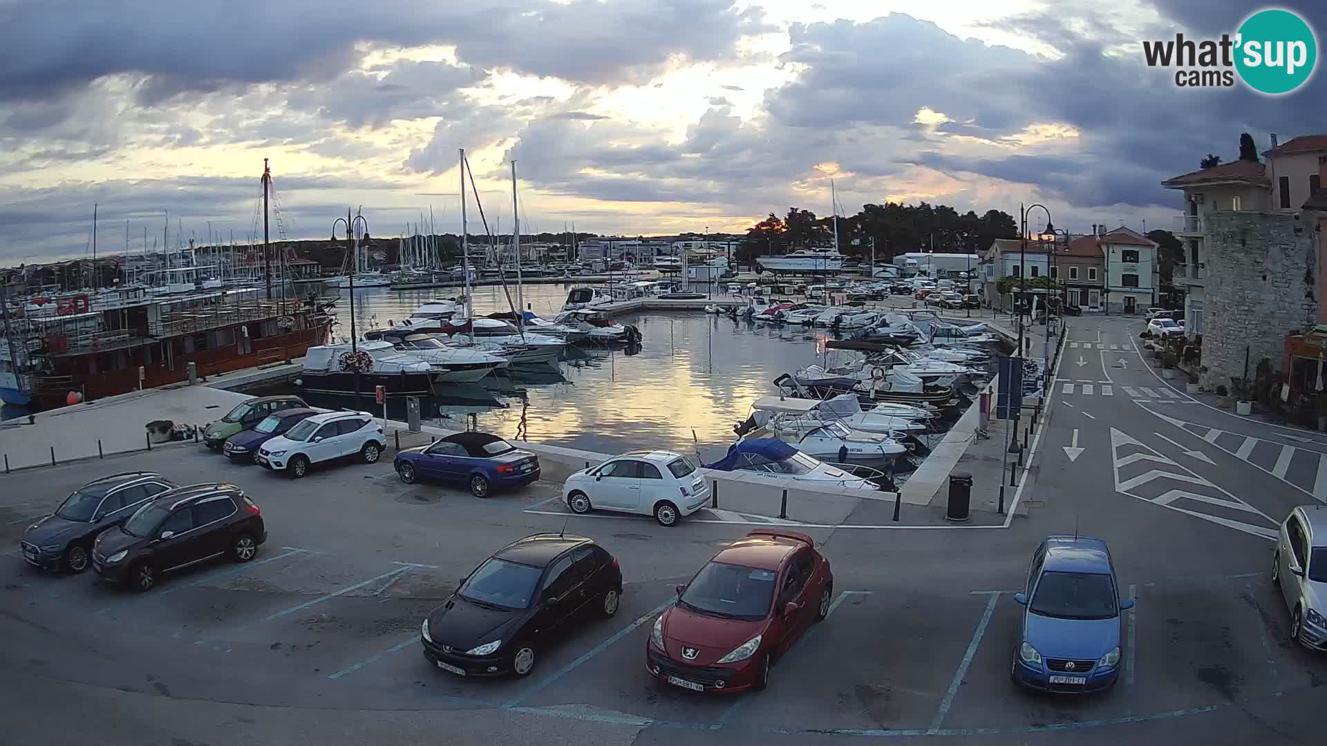 Novigrad | Porporela marina