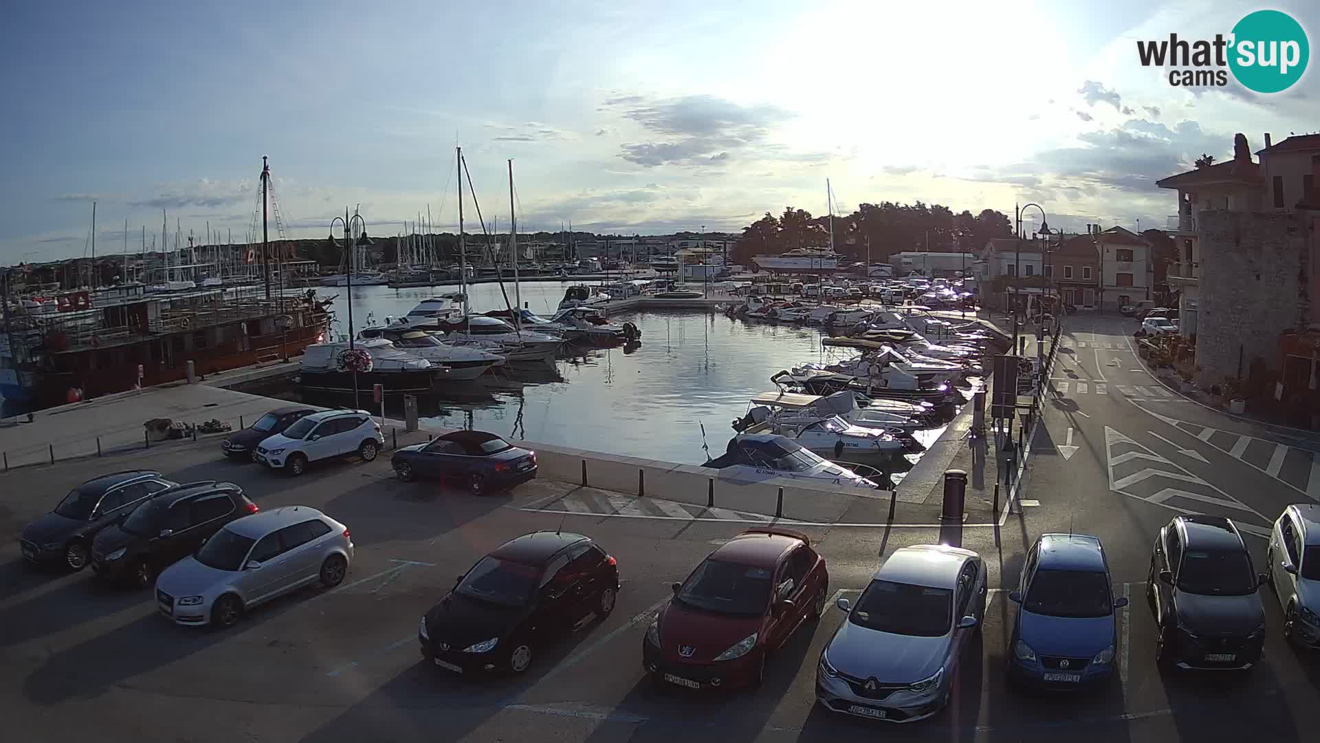 Novigrad | Porporela marina