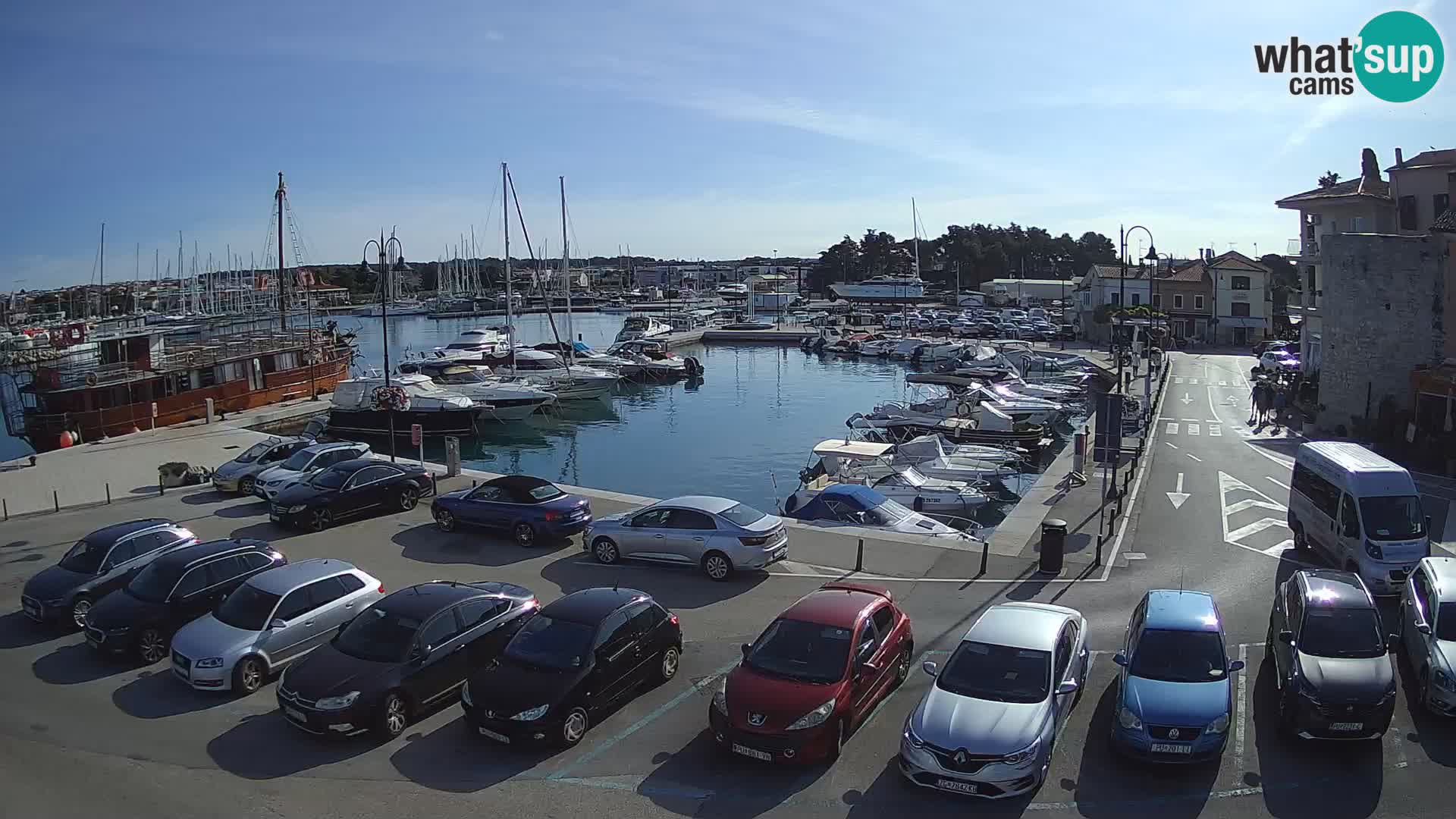 Novigrad | Porporela marina
