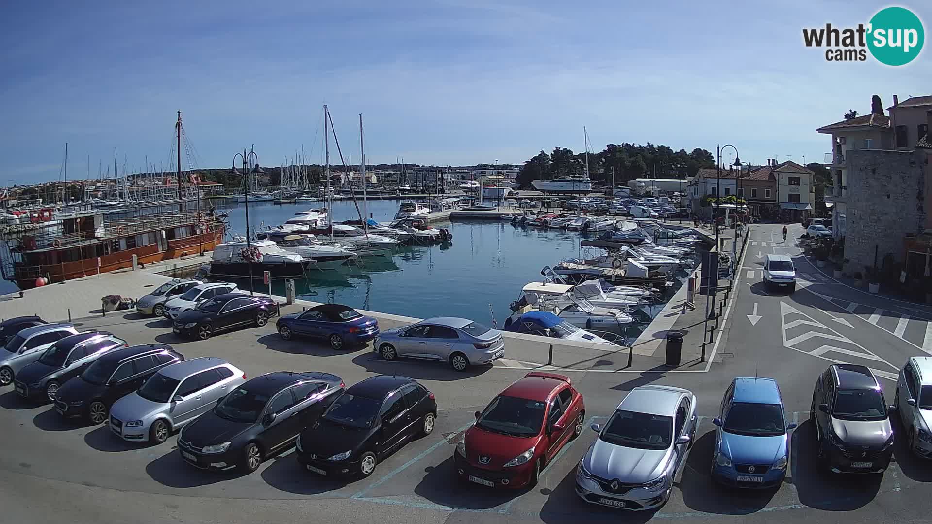 Novigrad | Porporela marina
