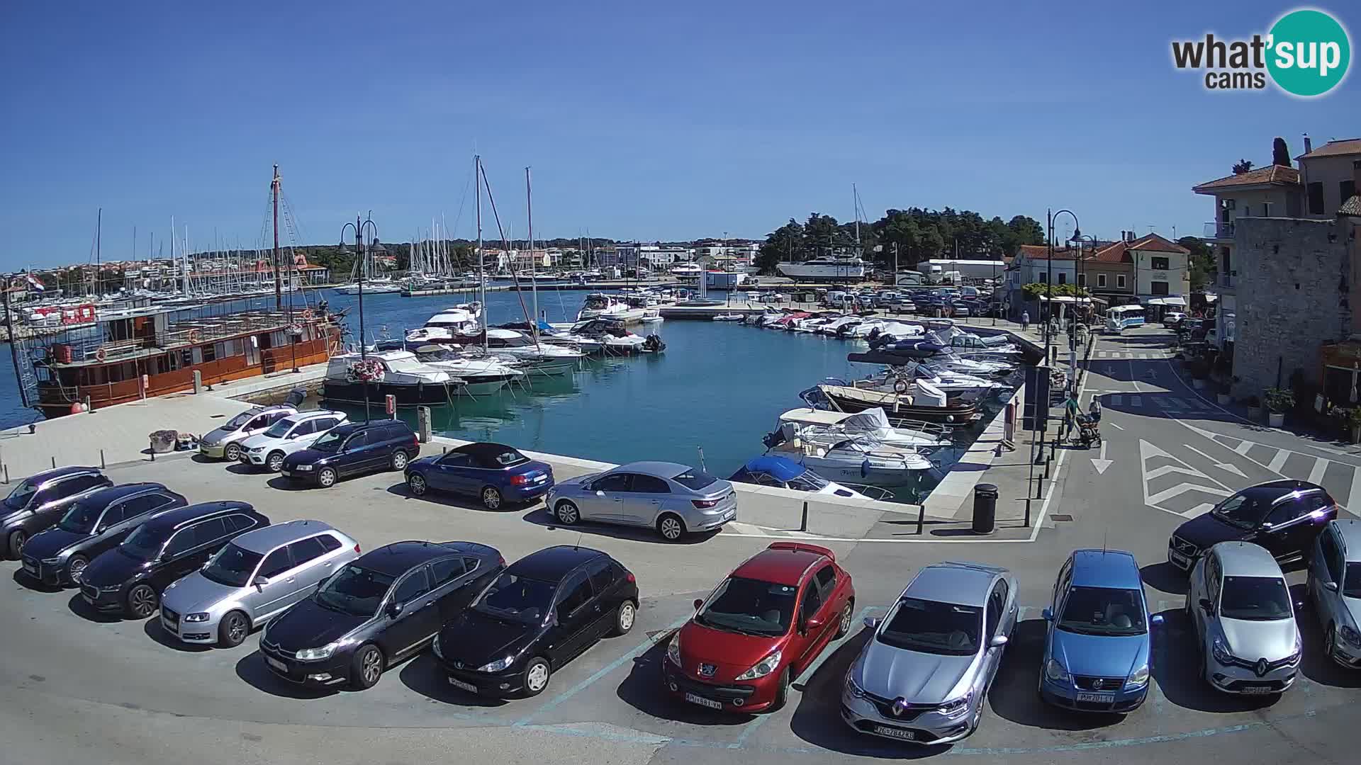 Novigrad | Porporela marina